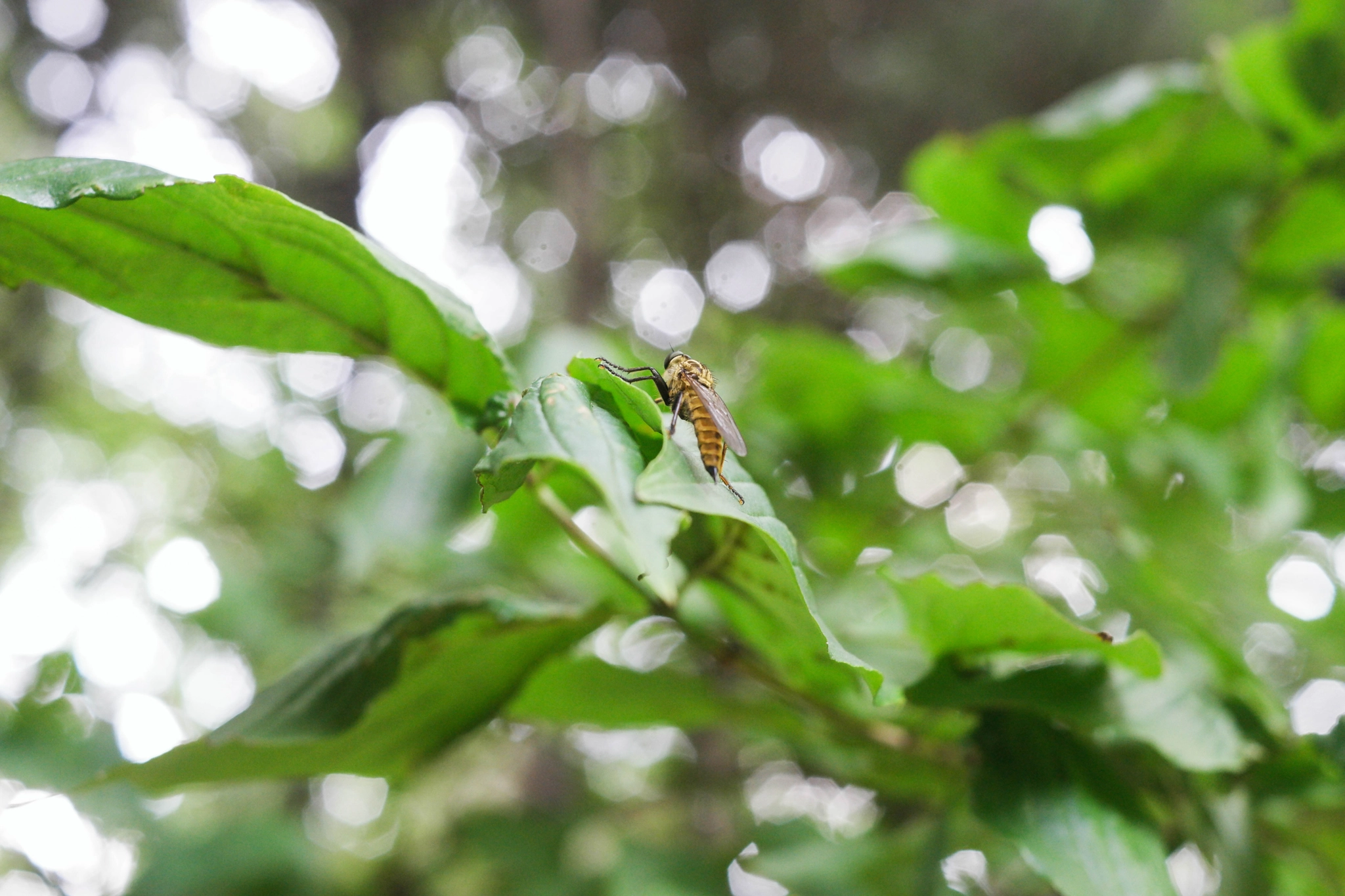 Samsung NX500 + NX 30mm F2 sample photo. I need camouflage photography