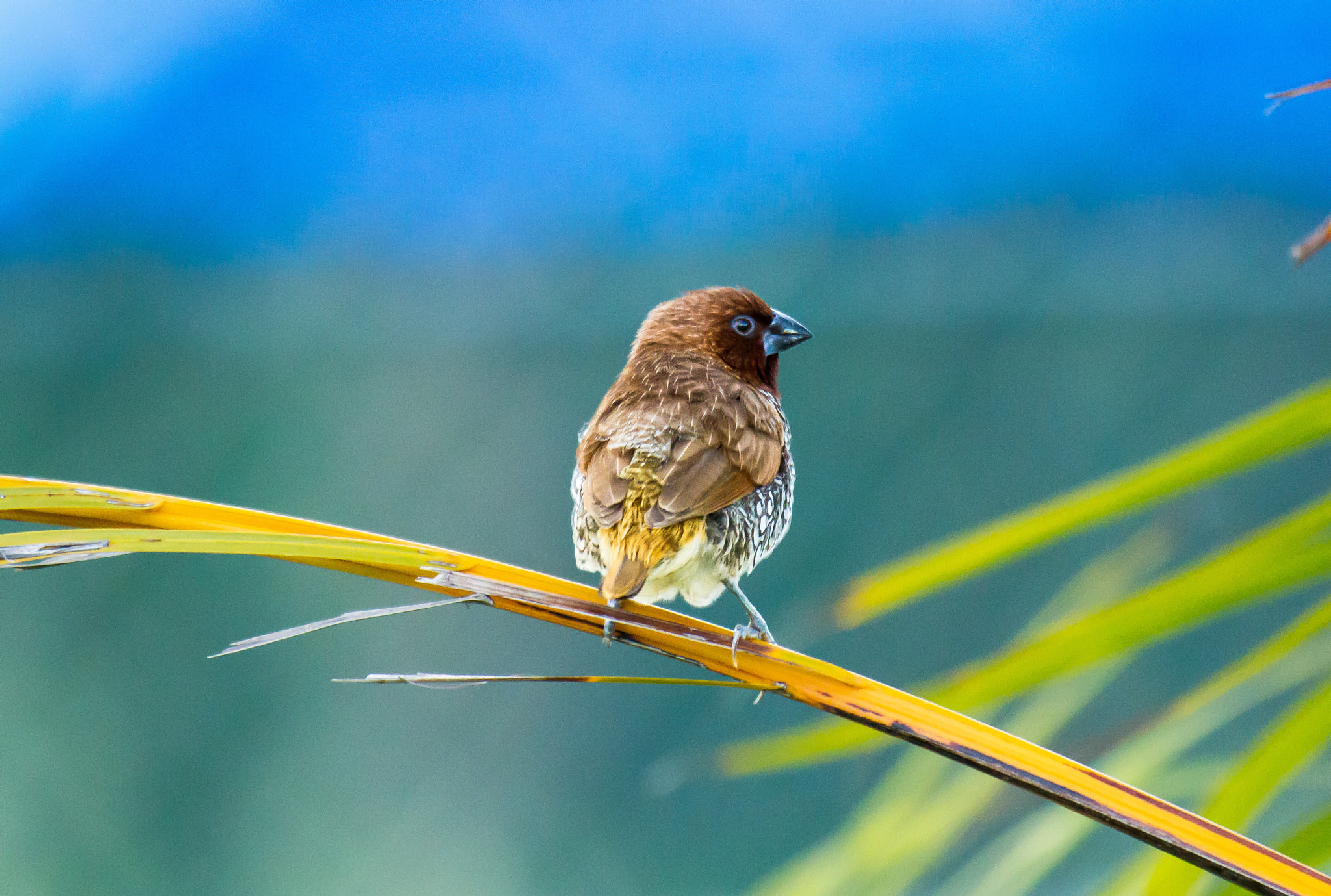 Canon EOS 7D + Canon EF 100-400mm F4.5-5.6L IS USM sample photo. Scaly-breasted munia at the crack of dawn photography