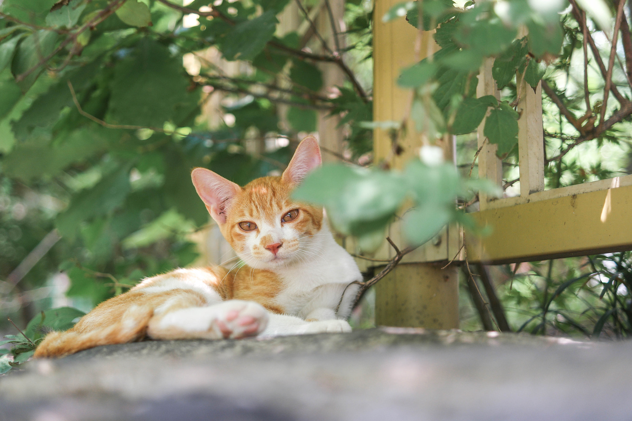 NX 30mm F2 sample photo. A lump of pride photography