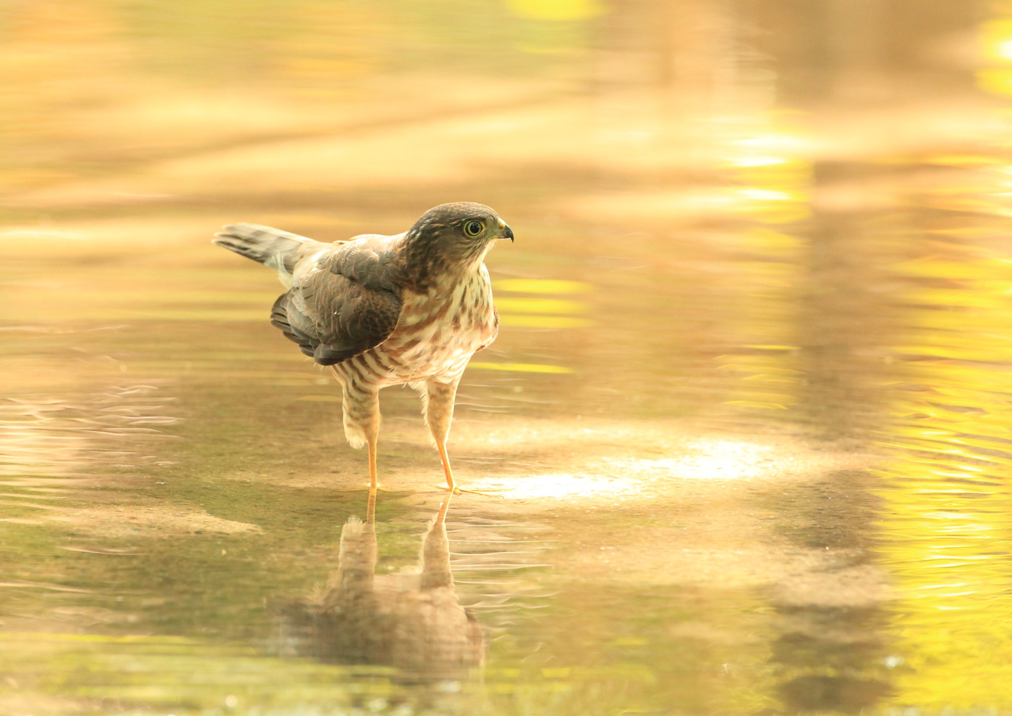 Canon EF 500mm F4L IS USM sample photo. ツミ ポーズ− photography