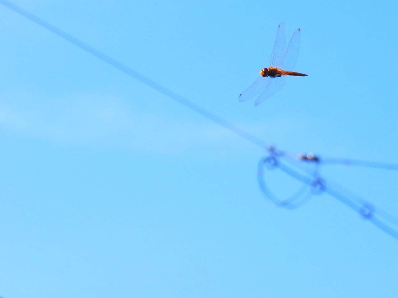Ricoh CX5 sample photo. 青空と赤トンボ photography