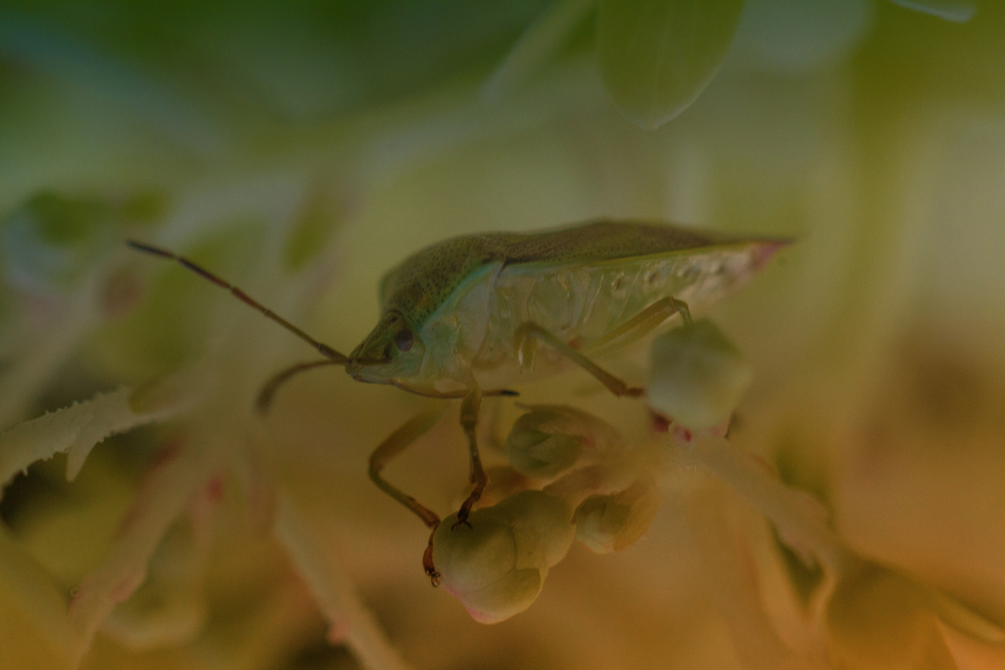 Sigma APO Macro 150mm f/2.8 EX DG HSM sample photo. Hide and seek photography