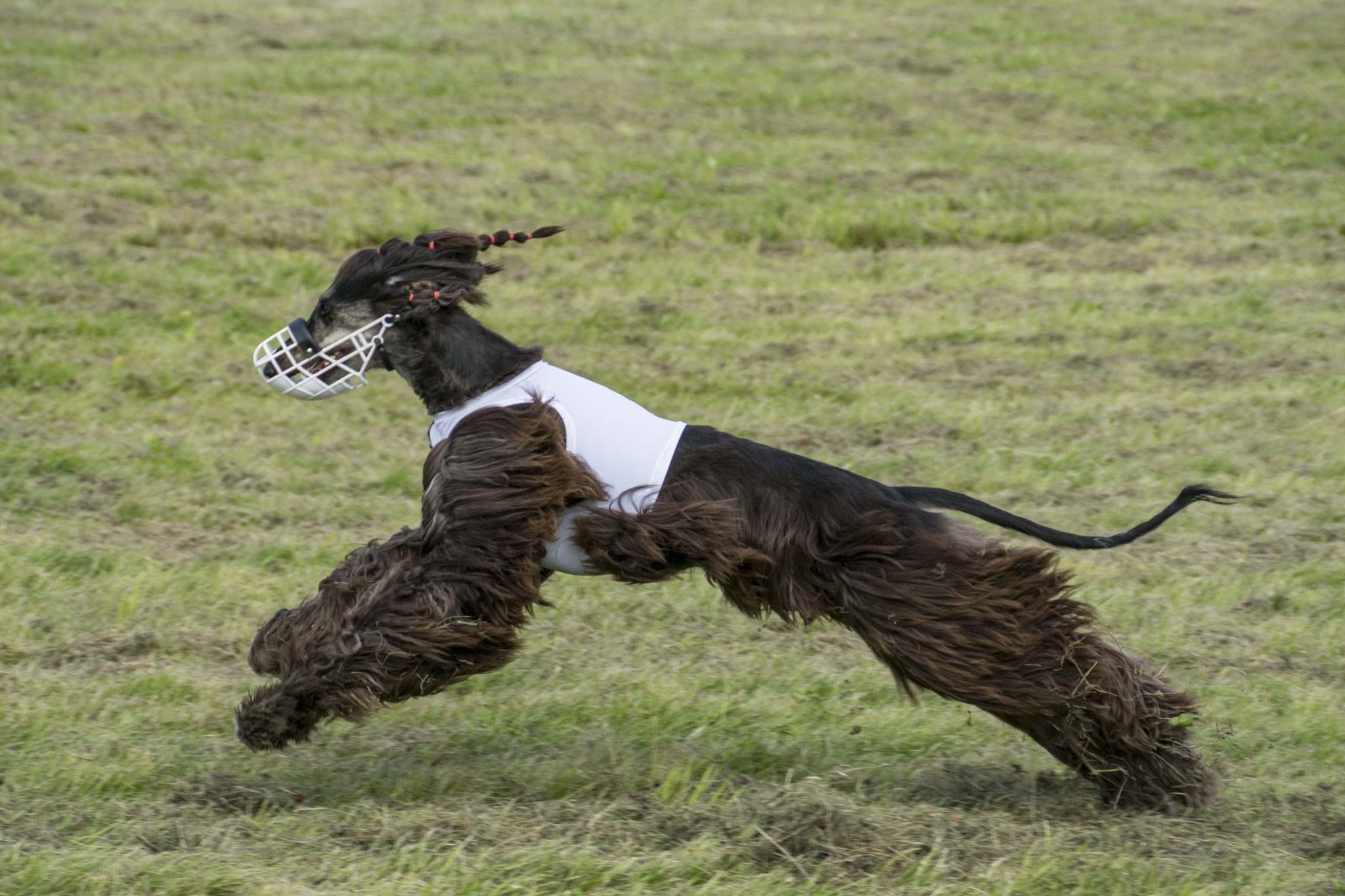 Sony DT 18-200mm F3.5-6.3 sample photo. Afghan hound photography