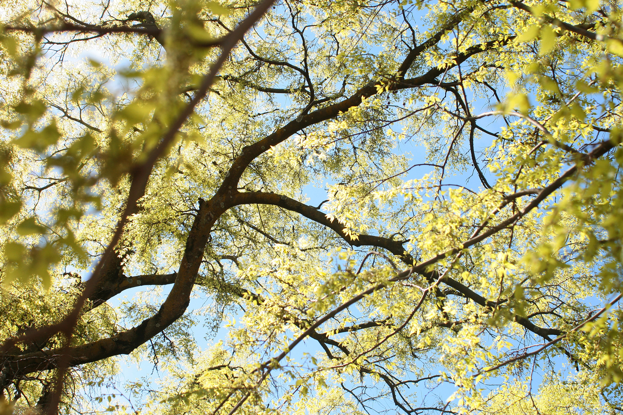 Canon EF 28-80mm f/3.5-5.6 USM IV sample photo