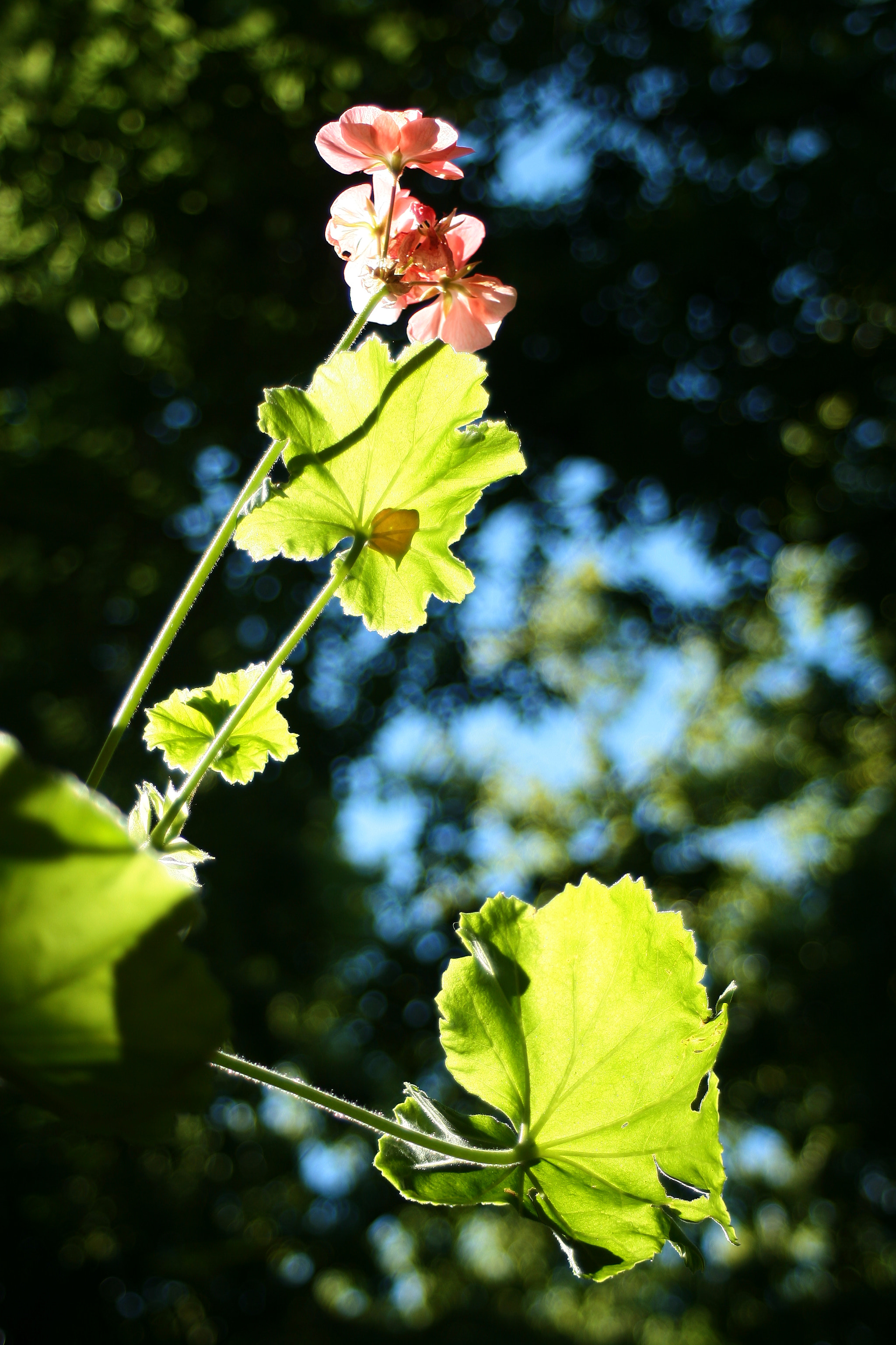 Canon EF 28-80mm f/3.5-5.6 USM IV sample photo