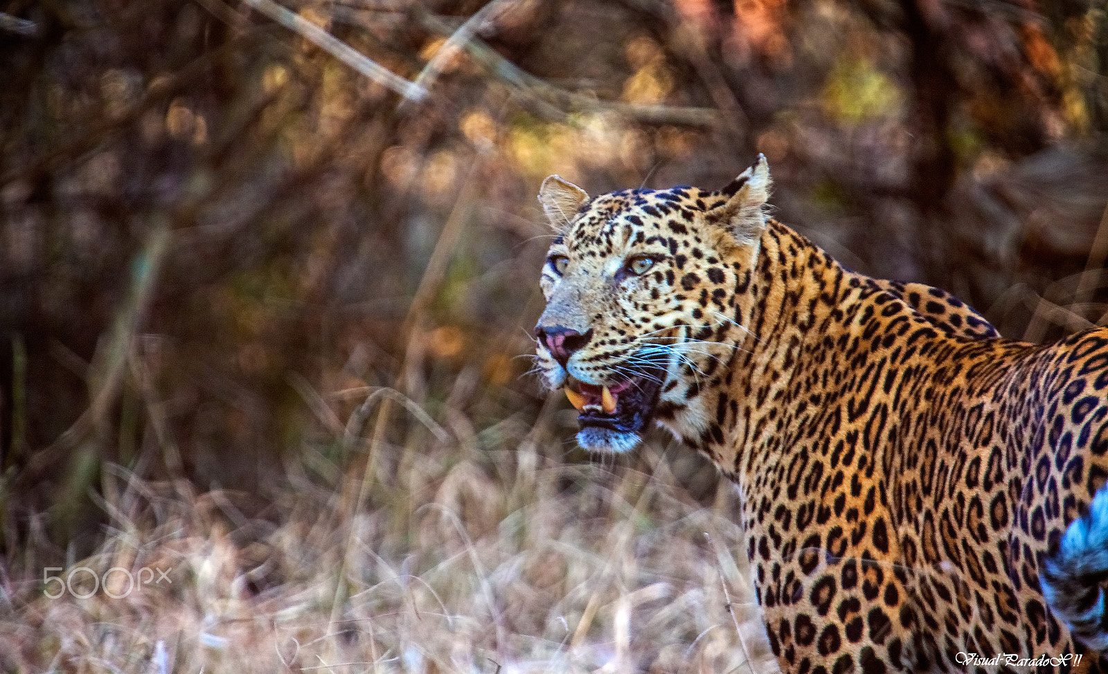 Canon EF 300mm F2.8L IS USM sample photo. Beauty lies in the eyes of beholder photography