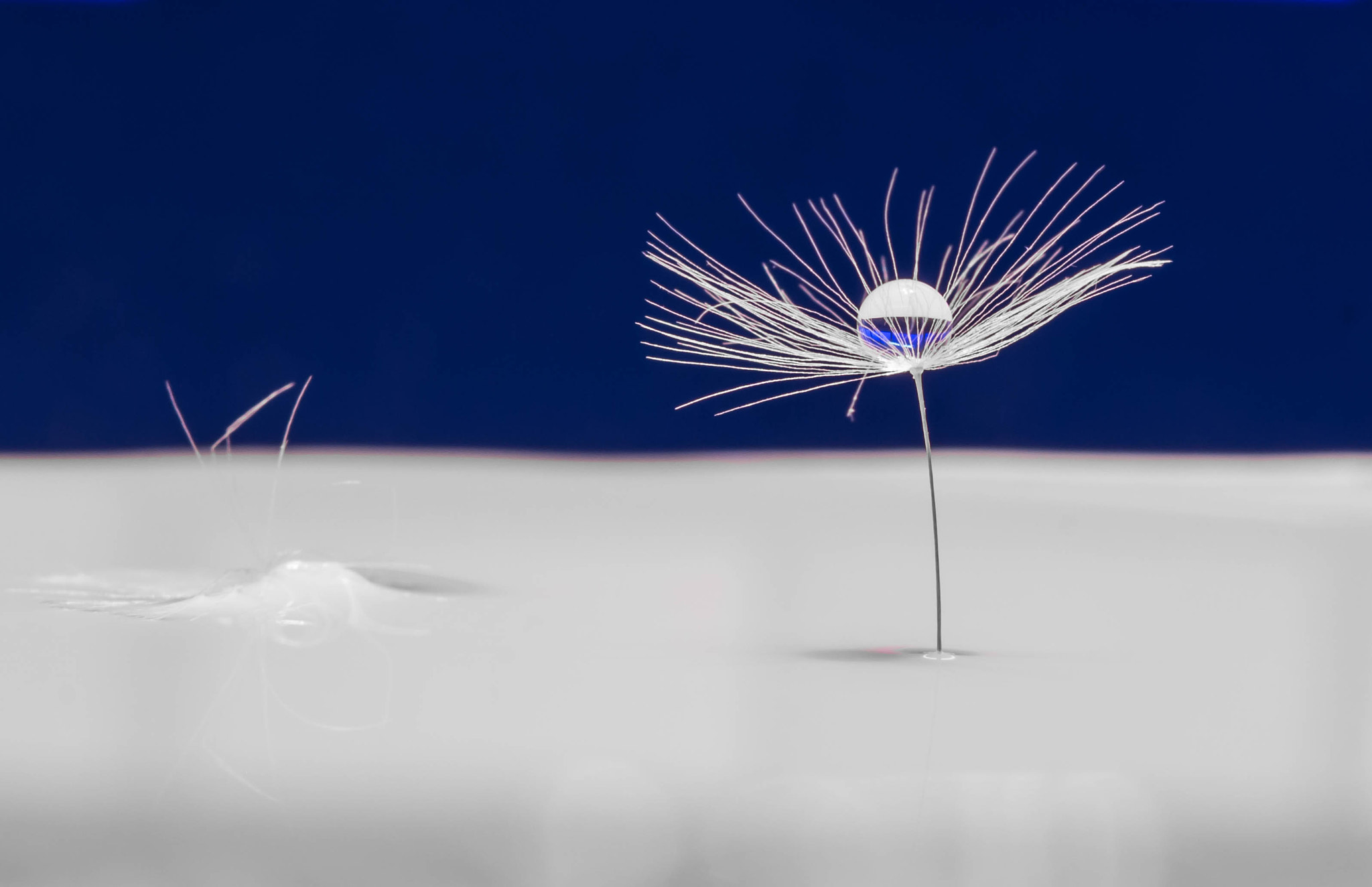 Canon EF 100mm F2.8 Macro USM sample photo. Droplet photography