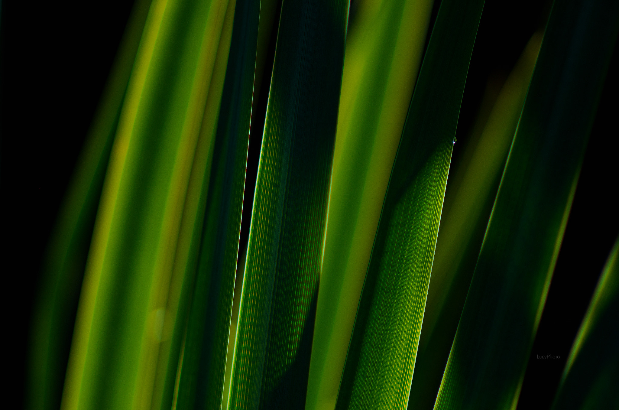 Nikon D7000 + Sigma 85mm F1.4 EX DG HSM sample photo. Grass photography