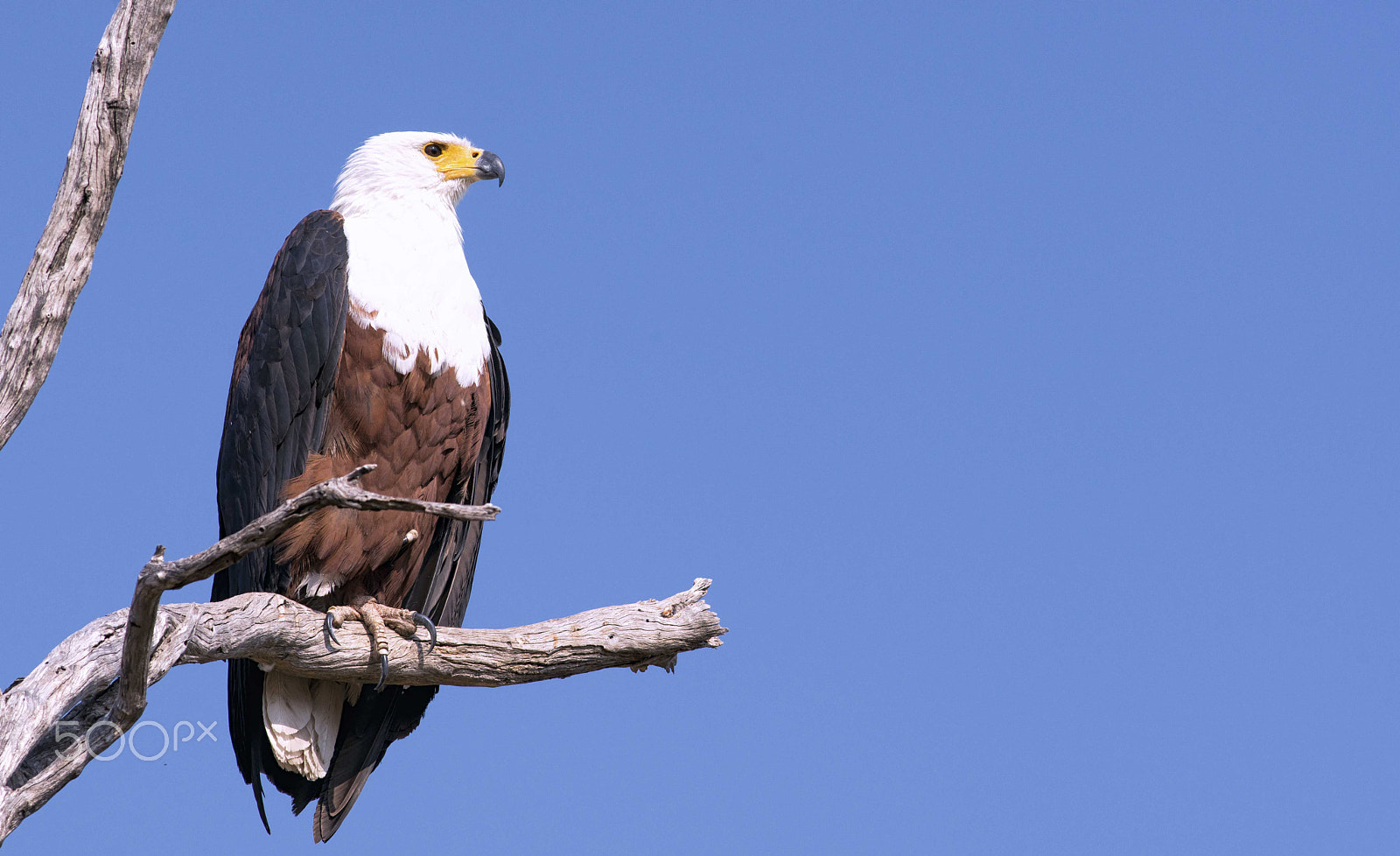 Sony a7R II + Canon EF 400mm F5.6L USM sample photo. Gaze photography