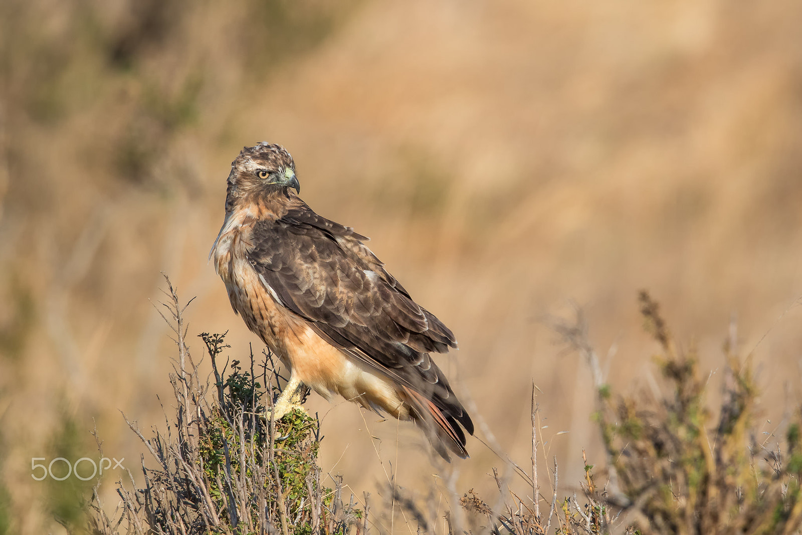 Canon EF 600mm F4L IS II USM sample photo. Red-tailed hawk photography