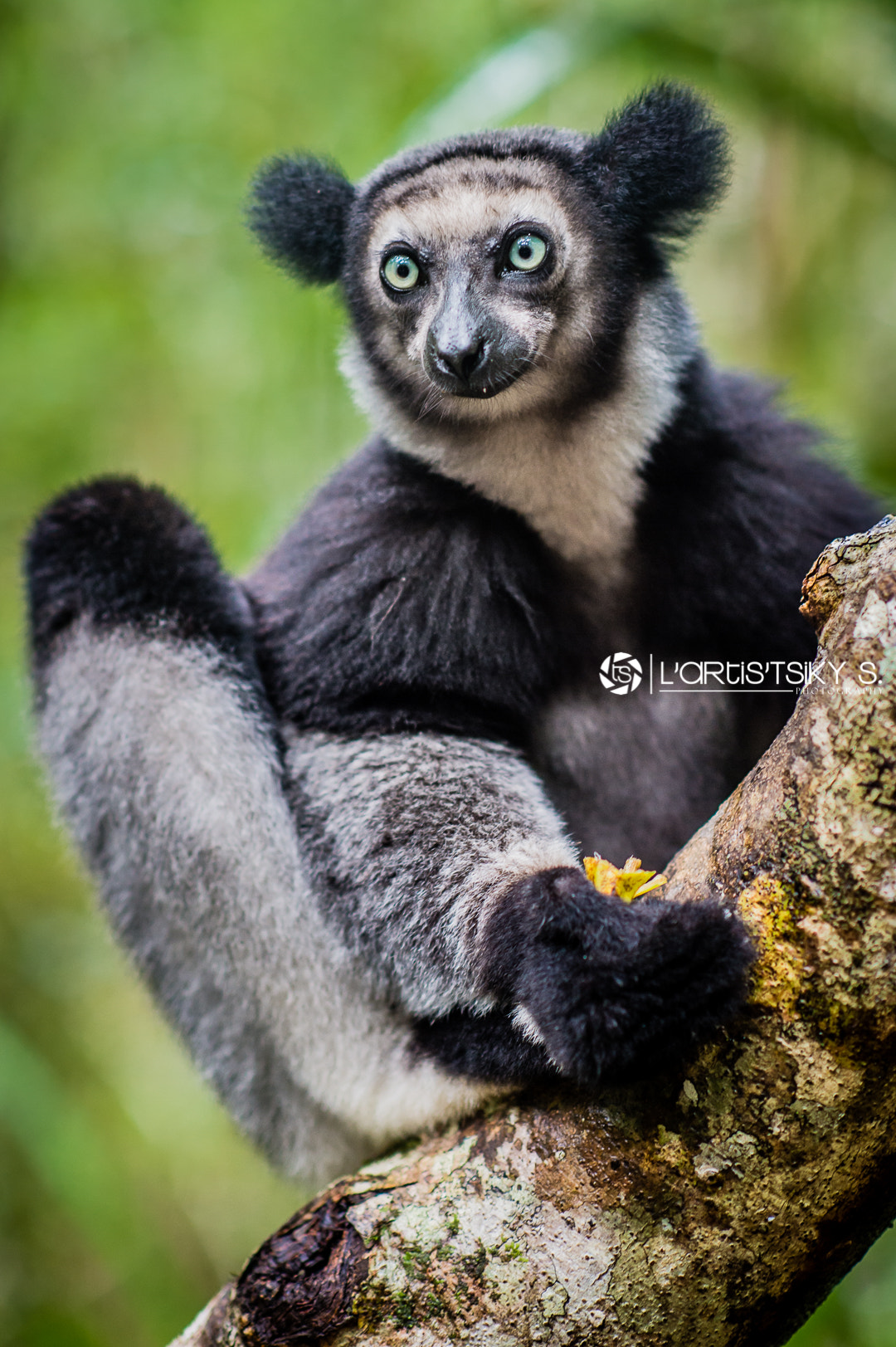 Nikon D4S + Nikon AF-S Nikkor 85mm F1.4G sample photo. Lemurs of madagascar : indri indri photography