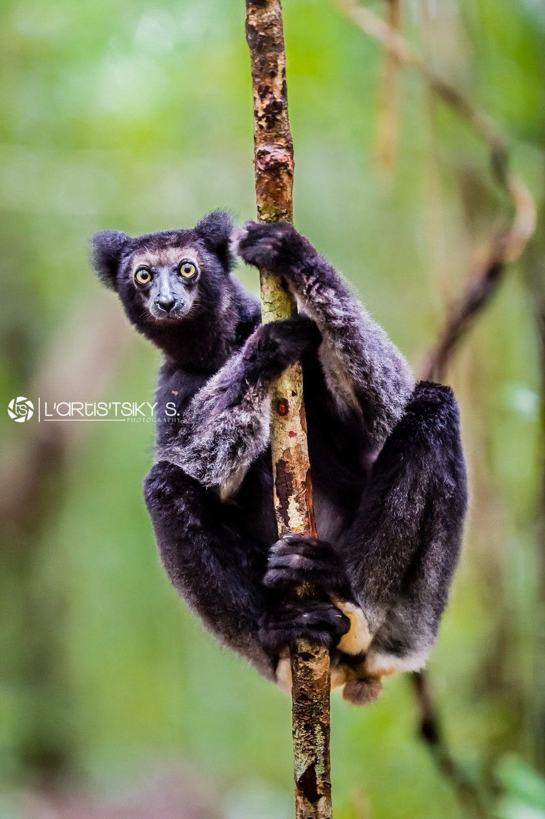 Nikon AF-S Nikkor 200mm F2G ED-IF VR sample photo. Lemurs of madagascar : indri indri photography