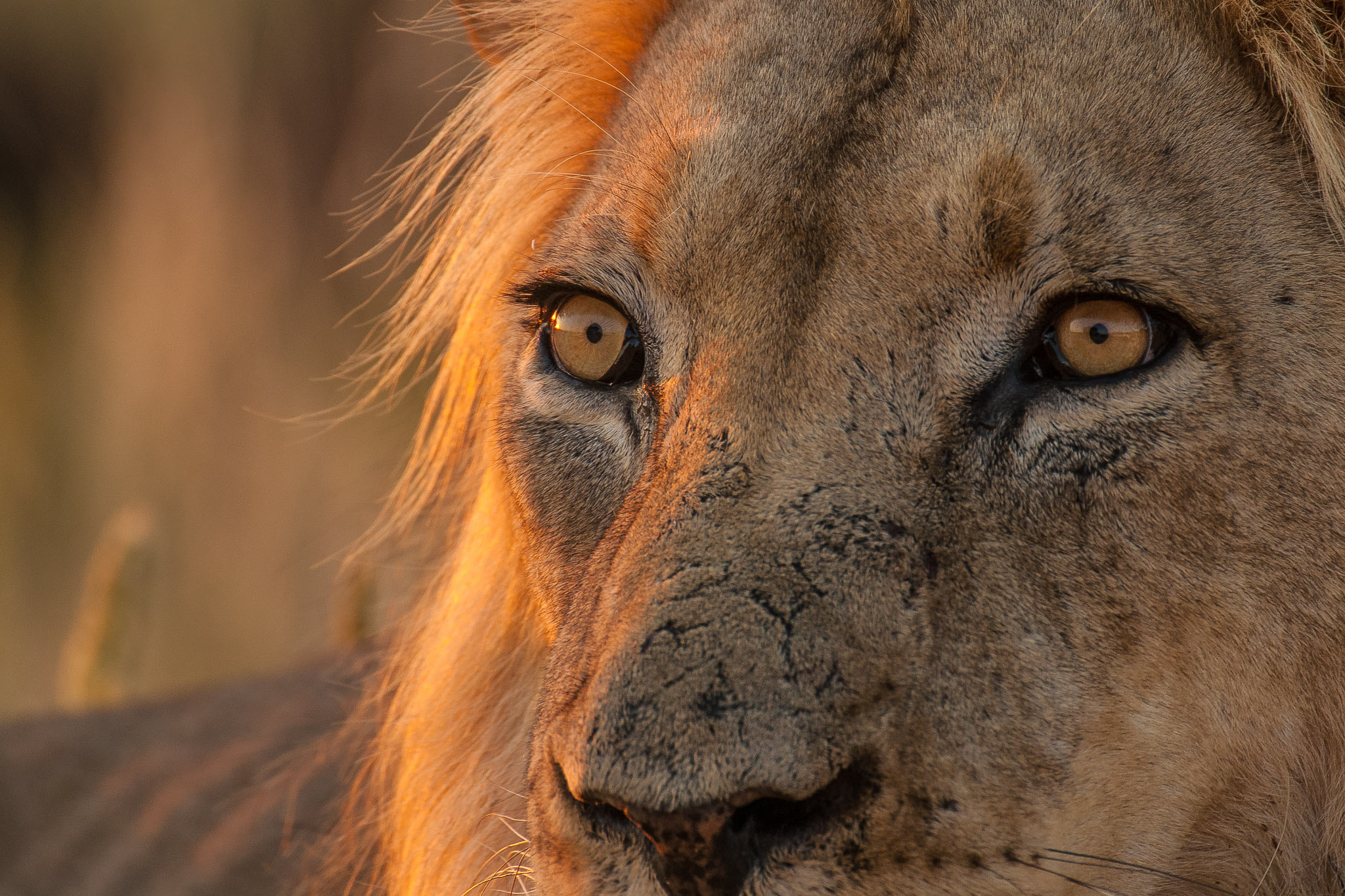 Nikon D200 + Nikon AF-S Nikkor 200-400mm F4G ED-IF VR sample photo. African lion / afrikanischer löwe photography