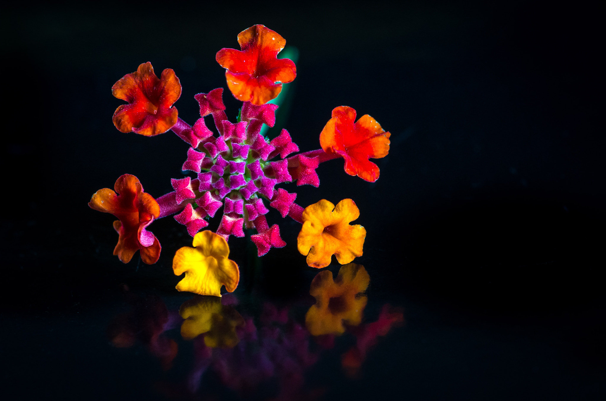 Pentax smc D-FA 100mm F2.8 Macro WR sample photo. Snowflake photography