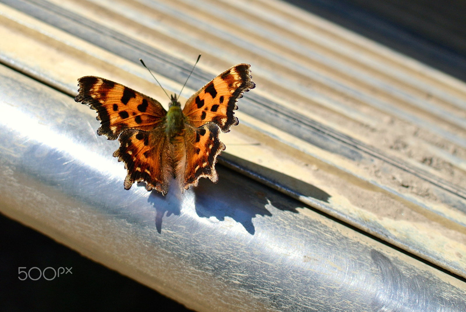 Nikon 1 J2 sample photo. Sideboard butterfly photography