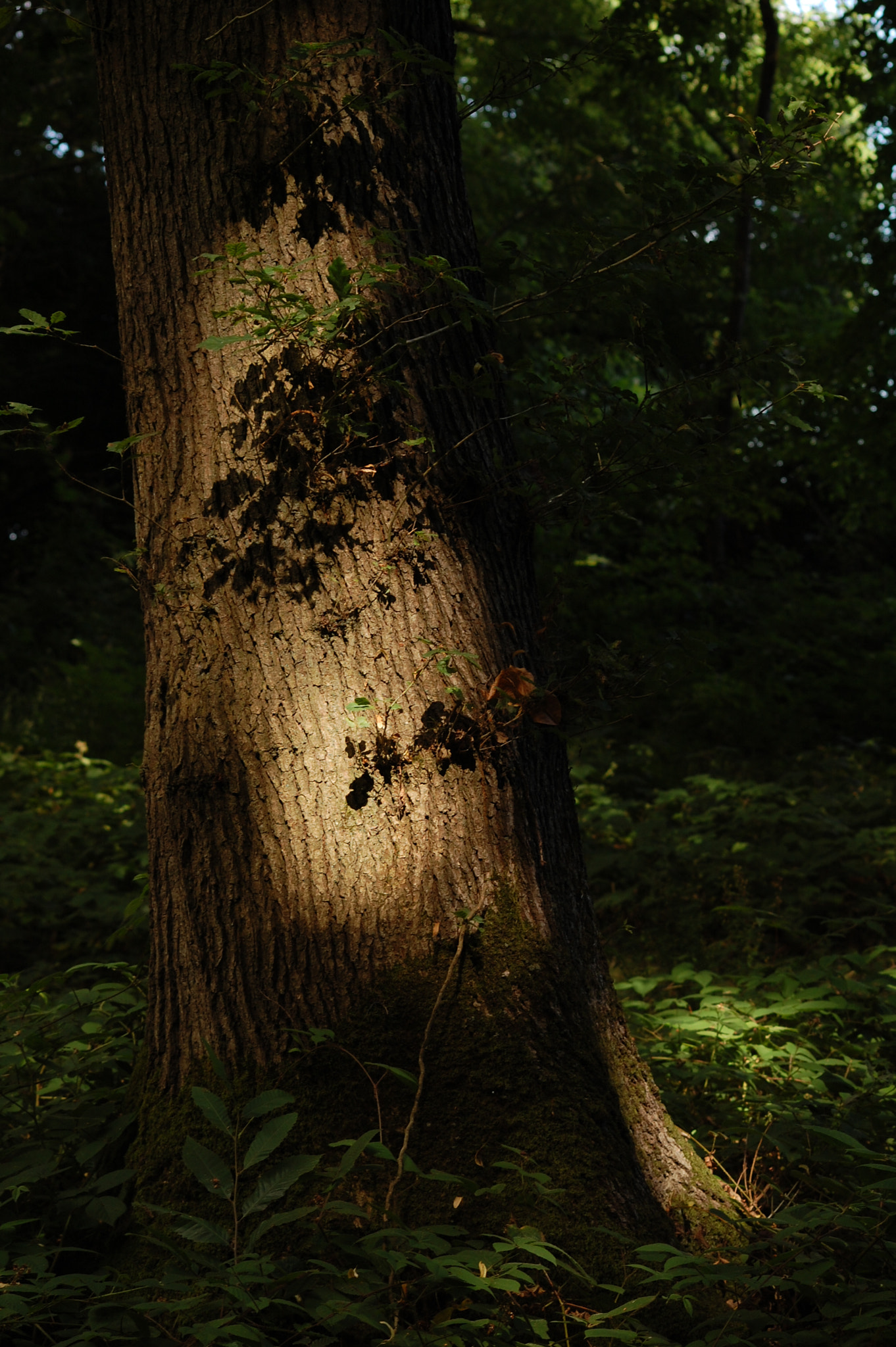 Sigma 70-300mm F4-5.6 APO DG Macro sample photo. Sun on the trunk photography