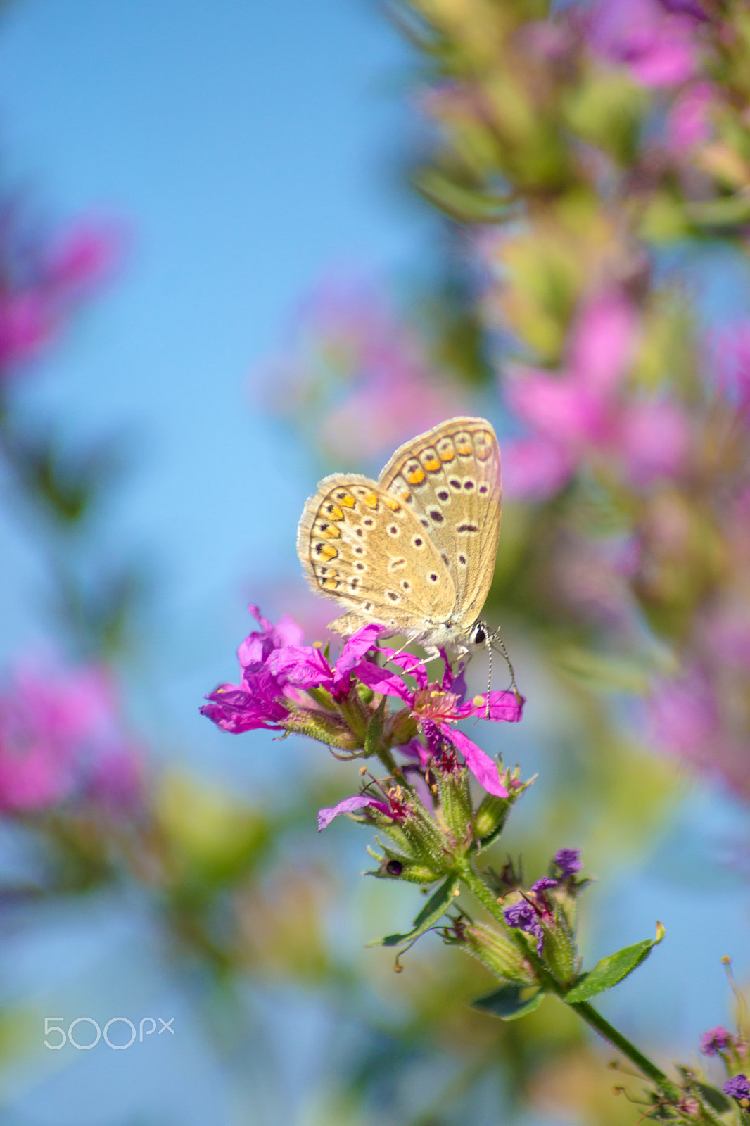 Sony SLT-A65 (SLT-A65V) + Tamron AF 55-200mm F4-5.6 Di II LD Macro sample photo. Beautiful day! photography