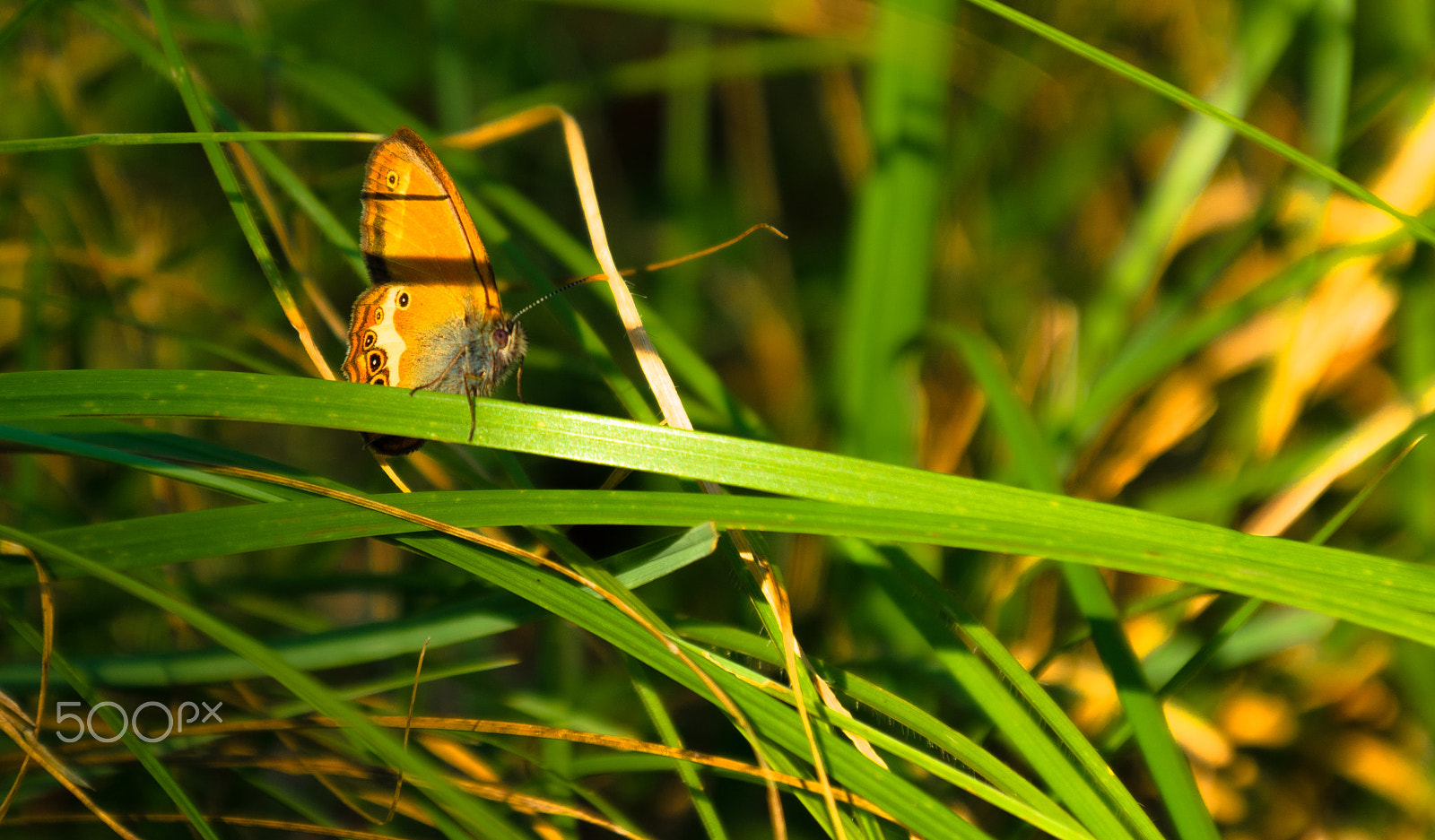 Samsung NX 18-200mm F3.5-6.3 ED OIS sample photo. Orange butterfly photography