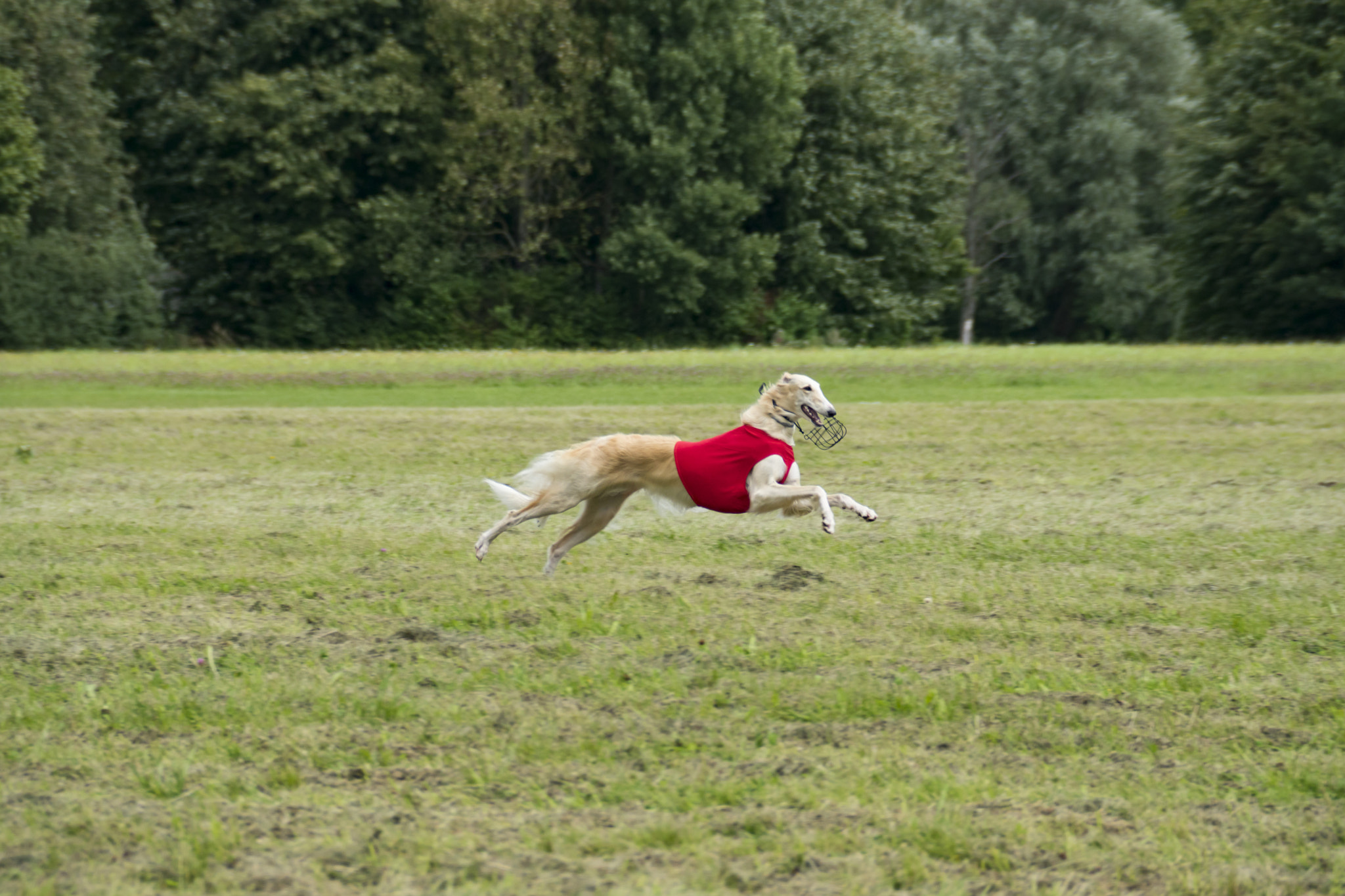 Sony ILCA-77M2 sample photo. Long-haired greyhounds aka russian greyhound photography