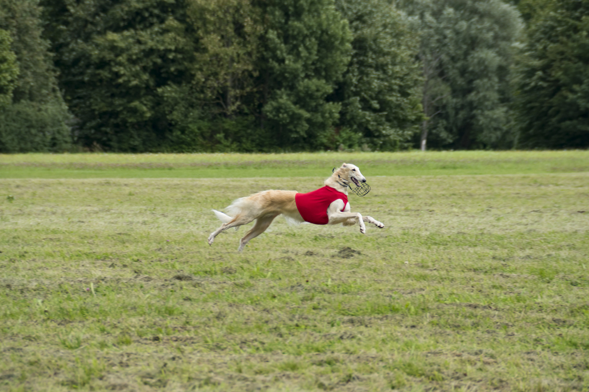 Sony DT 18-200mm F3.5-6.3 sample photo. Long-haired greyhounds aka russian greyhound photography