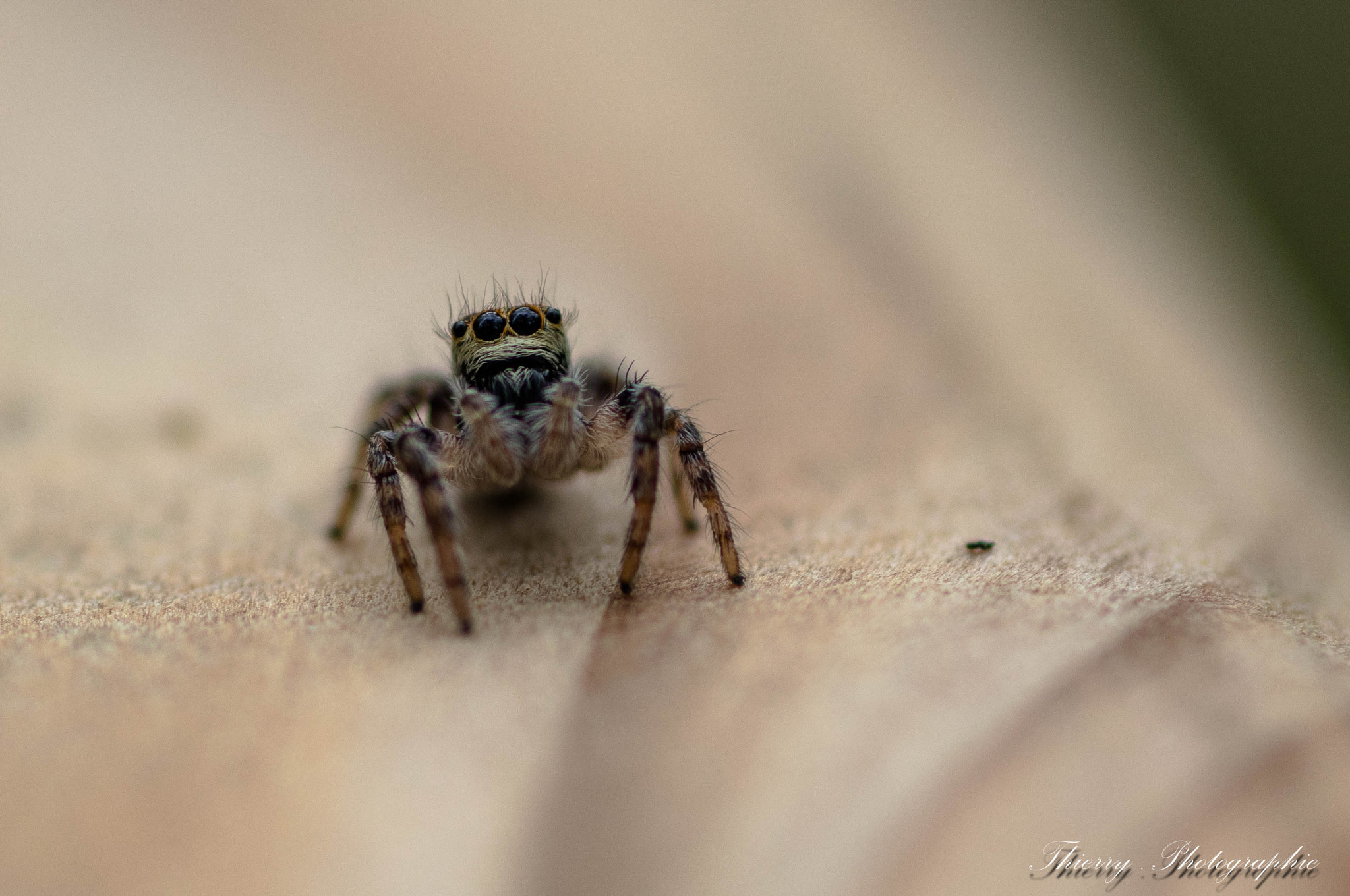 Canon EOS 80D + Tamron SP AF 90mm F2.8 Di Macro sample photo. 0728.jpg photography
