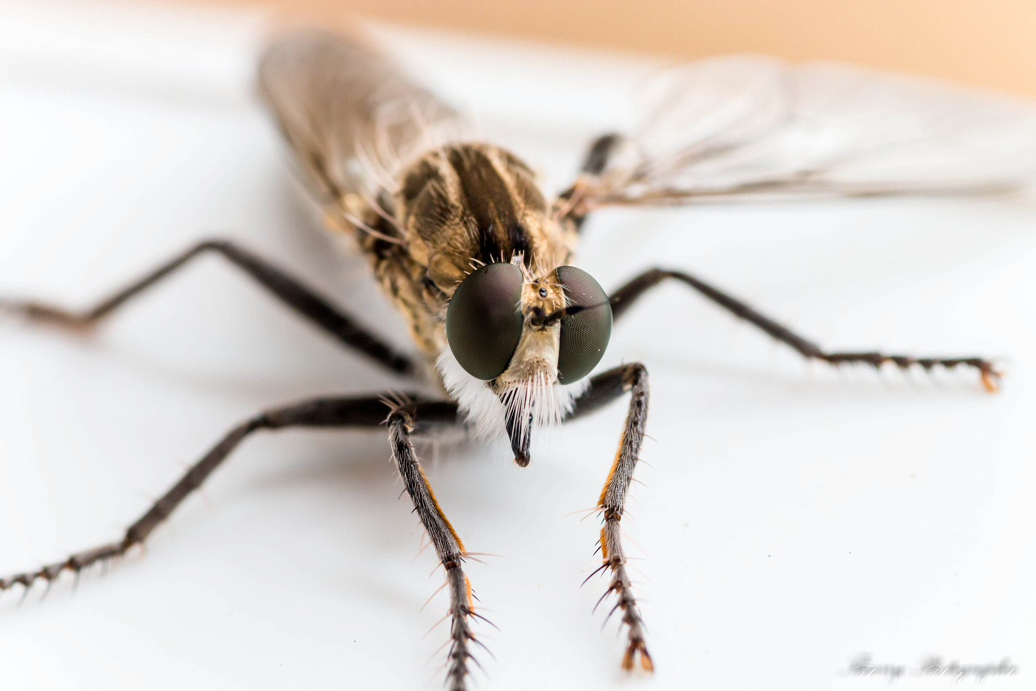 Canon EOS 70D + Tamron SP AF 90mm F2.8 Di Macro sample photo. 9165.jpg photography