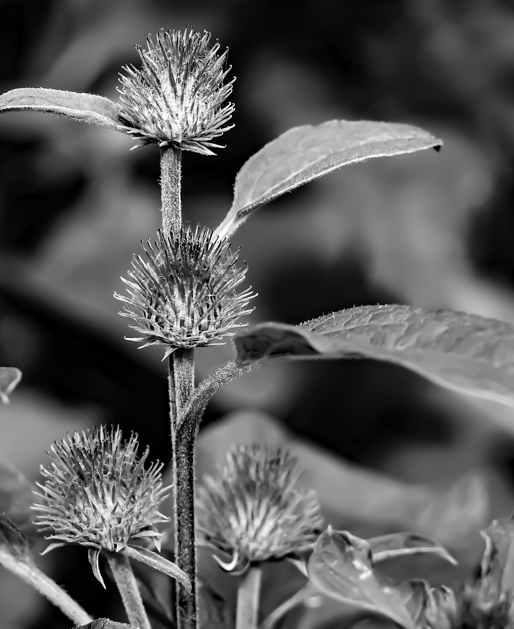 Olympus PEN E-PL7 sample photo. Distel photography