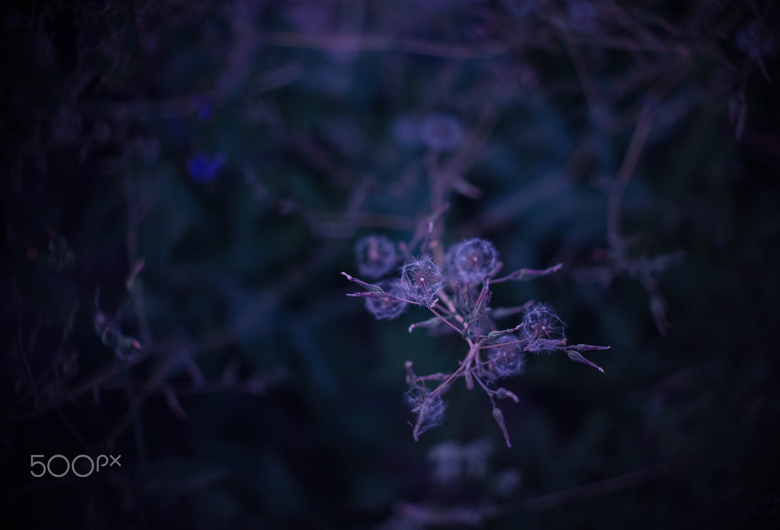 Nikon D610 + Sigma 50mm F1.4 EX DG HSM sample photo. From twilight photography
