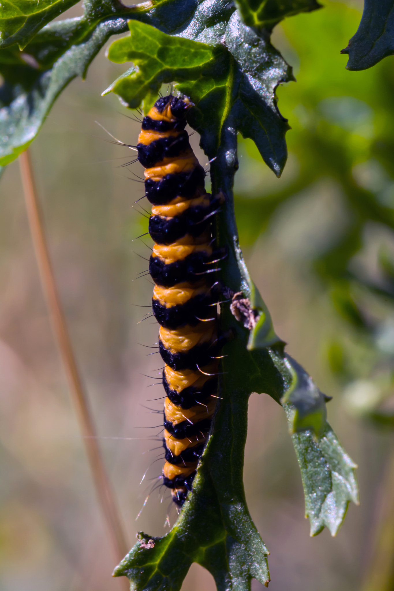 Nikon D7100 + AF Micro-Nikkor 60mm f/2.8 sample photo. How much more have i got to eat before i can fly? photography