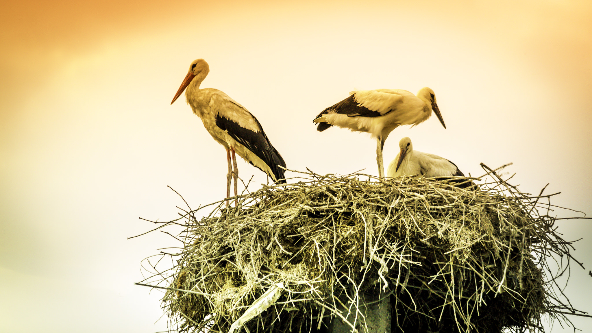 Samsung NX30 + Samsung NX 50-200mm F4-5.6 ED OIS sample photo. Storks nest photography