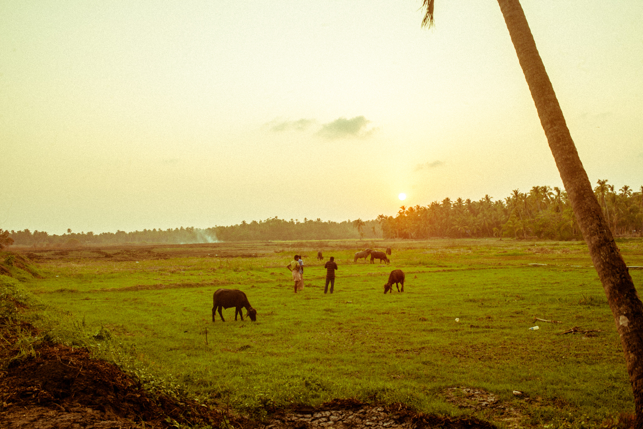 Canon EOS-1Ds Mark III sample photo. Kuttadan padam photography