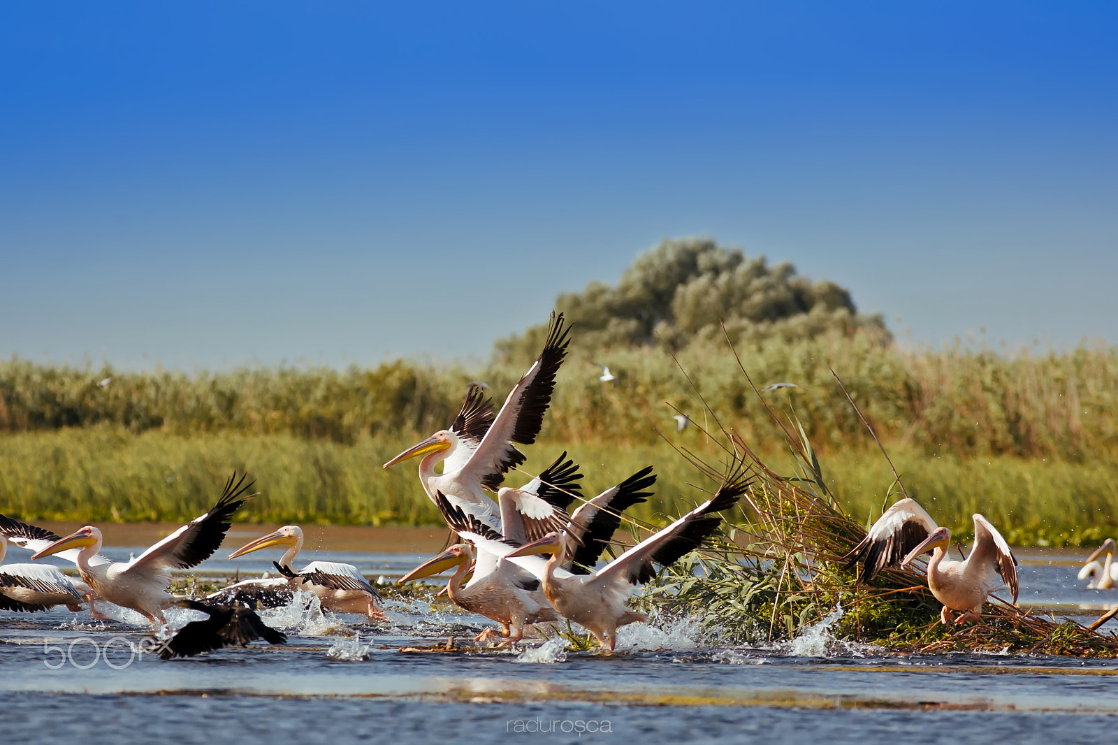 Canon EF 300mm f/4L sample photo. Pelicans photography