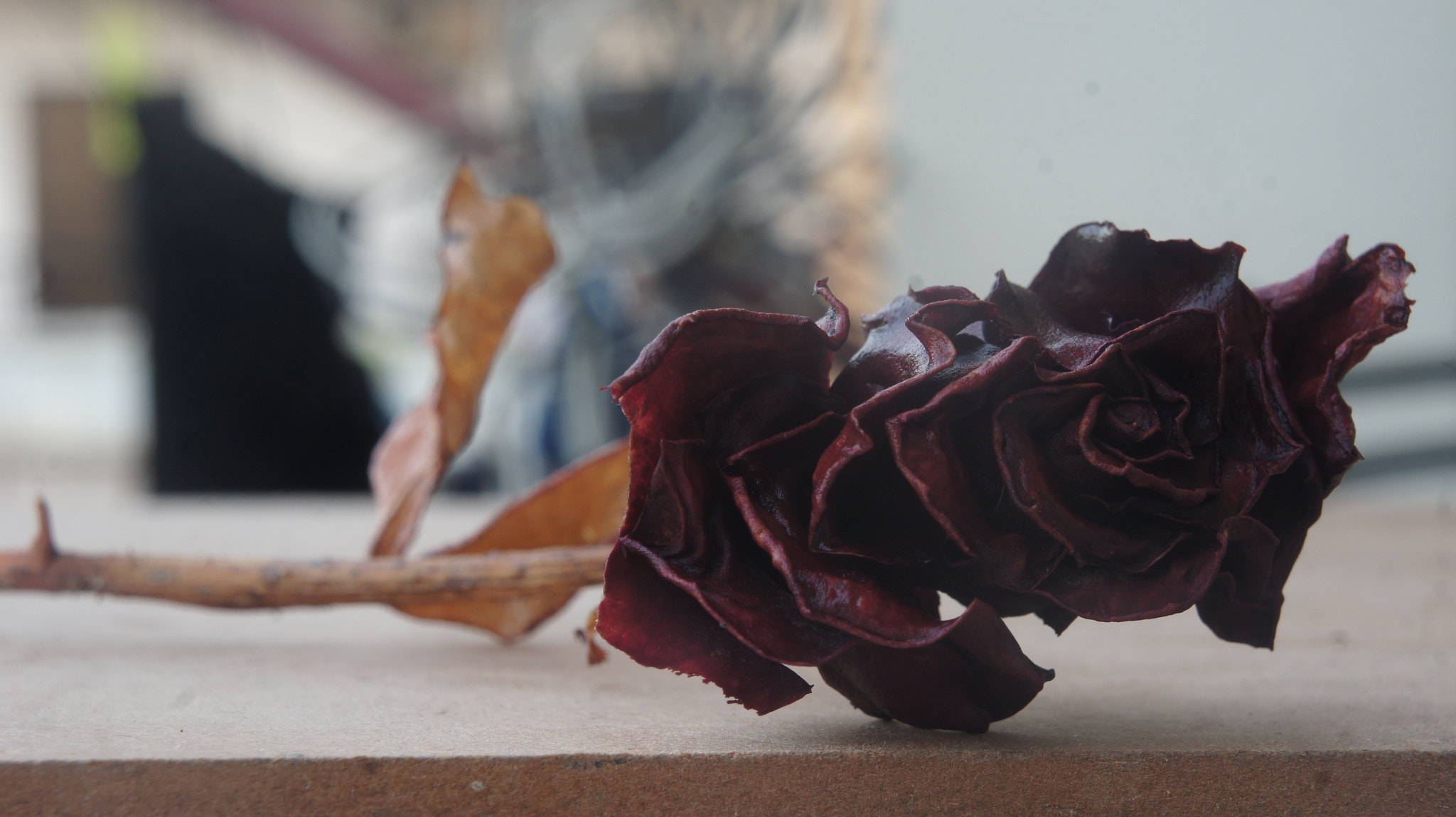 Sony Alpha NEX-3 sample photo. Black rose photography