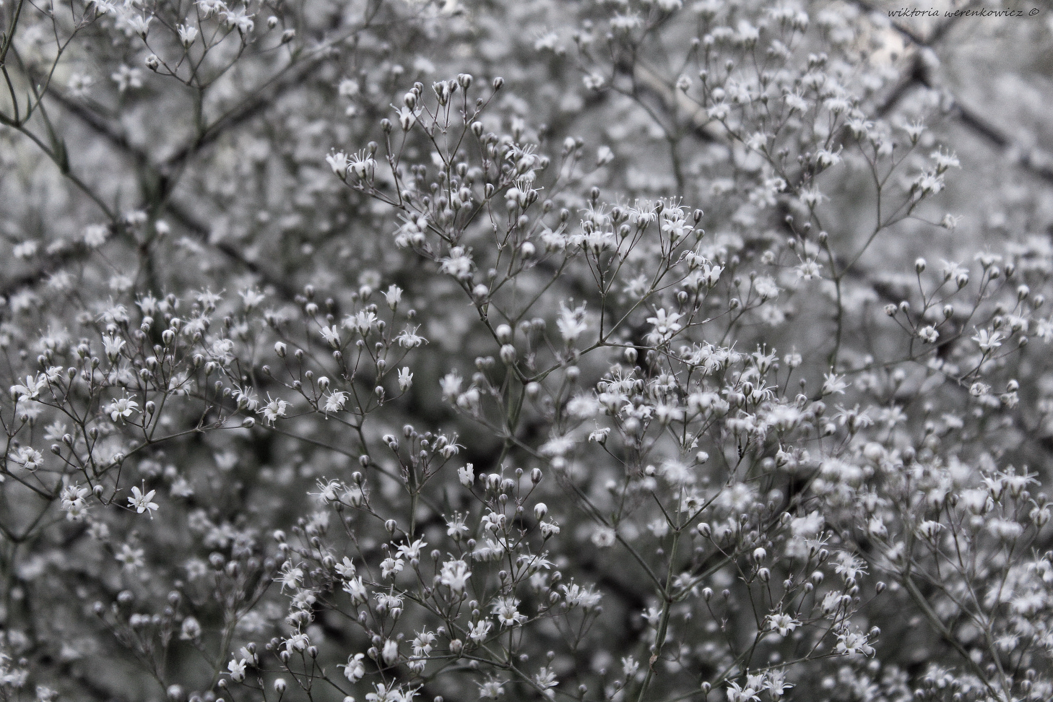 Canon EF-S 18-55mm F3.5-5.6 IS II sample photo