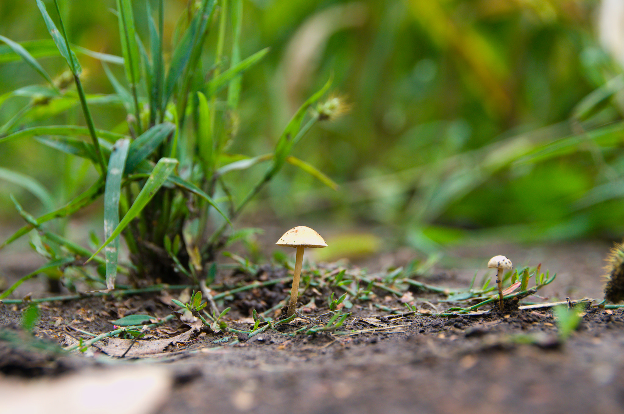 Sigma 18-250mm F3.5-6.3 DC OS HSM sample photo. Mushrooms photography