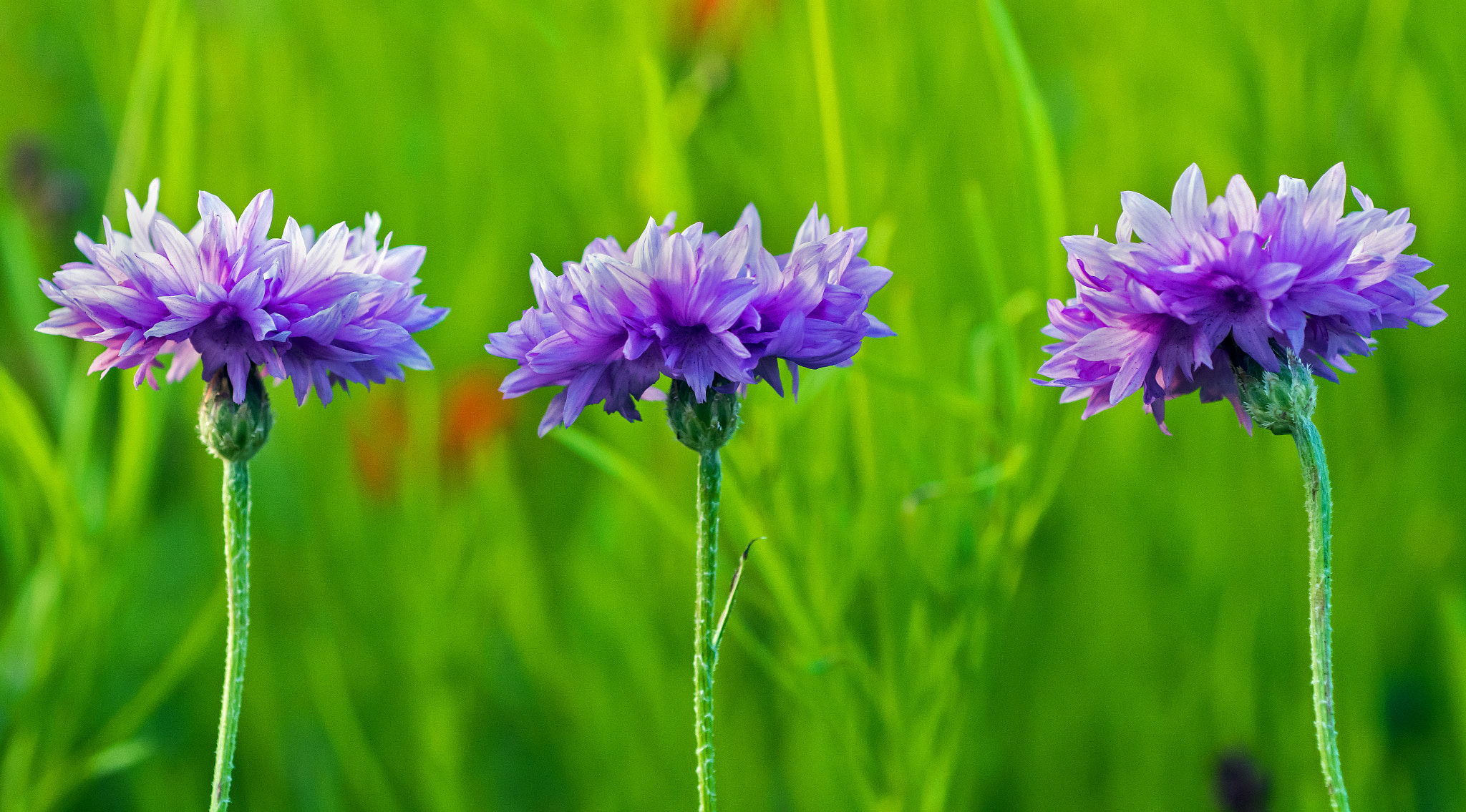 Nikon D7100 + AF Micro-Nikkor 60mm f/2.8 sample photo. The triumvirate! photography