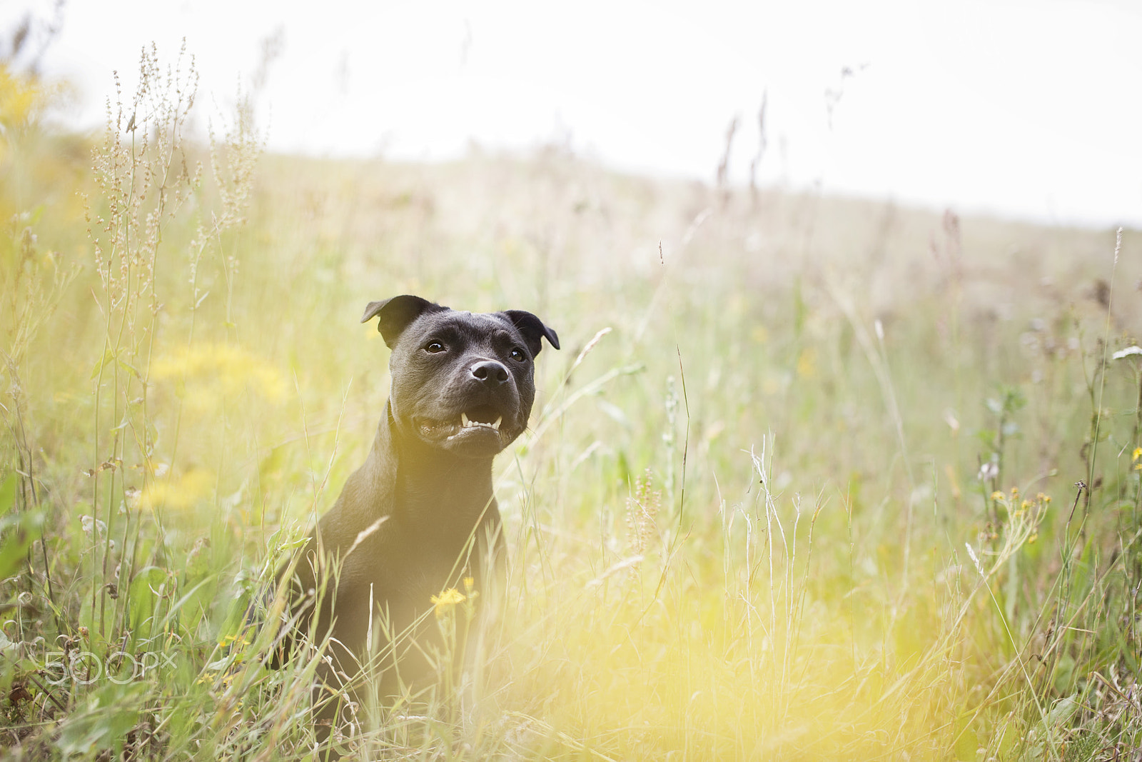 Nikon D3 sample photo. Yellow meadow photography