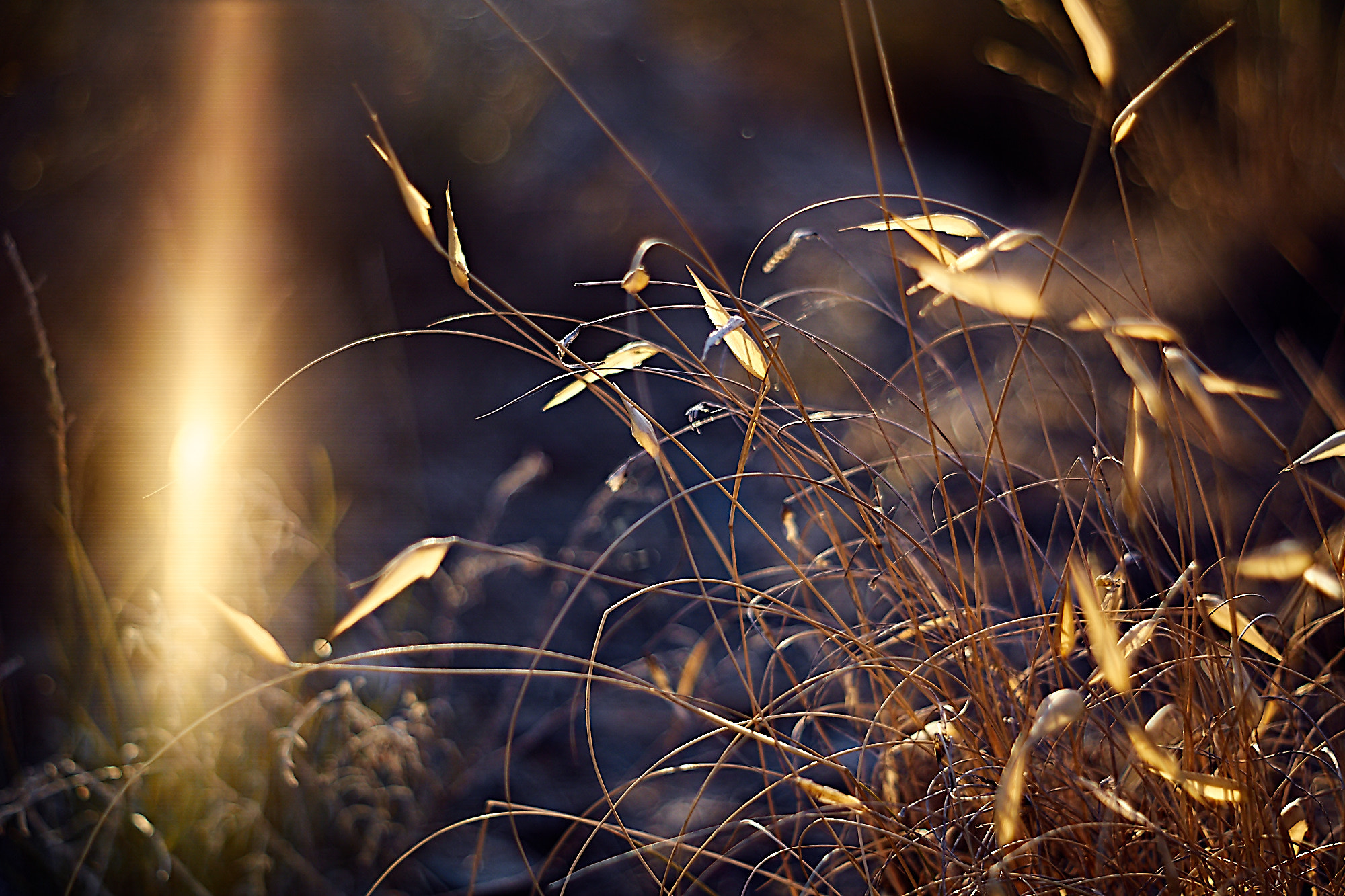 Sony ILCA-77M2 + Minolta AF 50mm F1.7 sample photo. A piece of afternoon photography