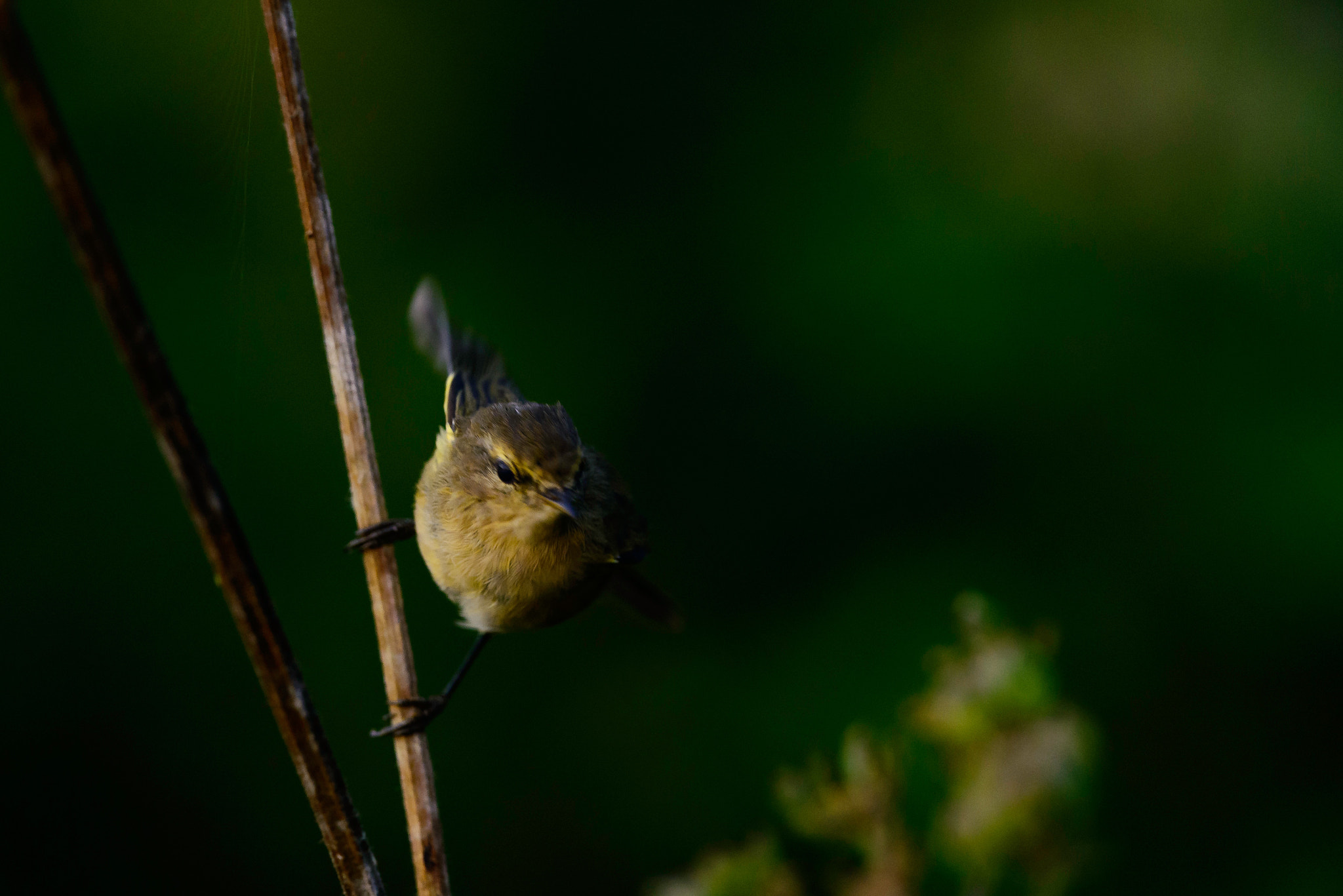 Nikon D800 + Nikon AF-S Nikkor 500mm F4G ED VR sample photo. Pouillot photography