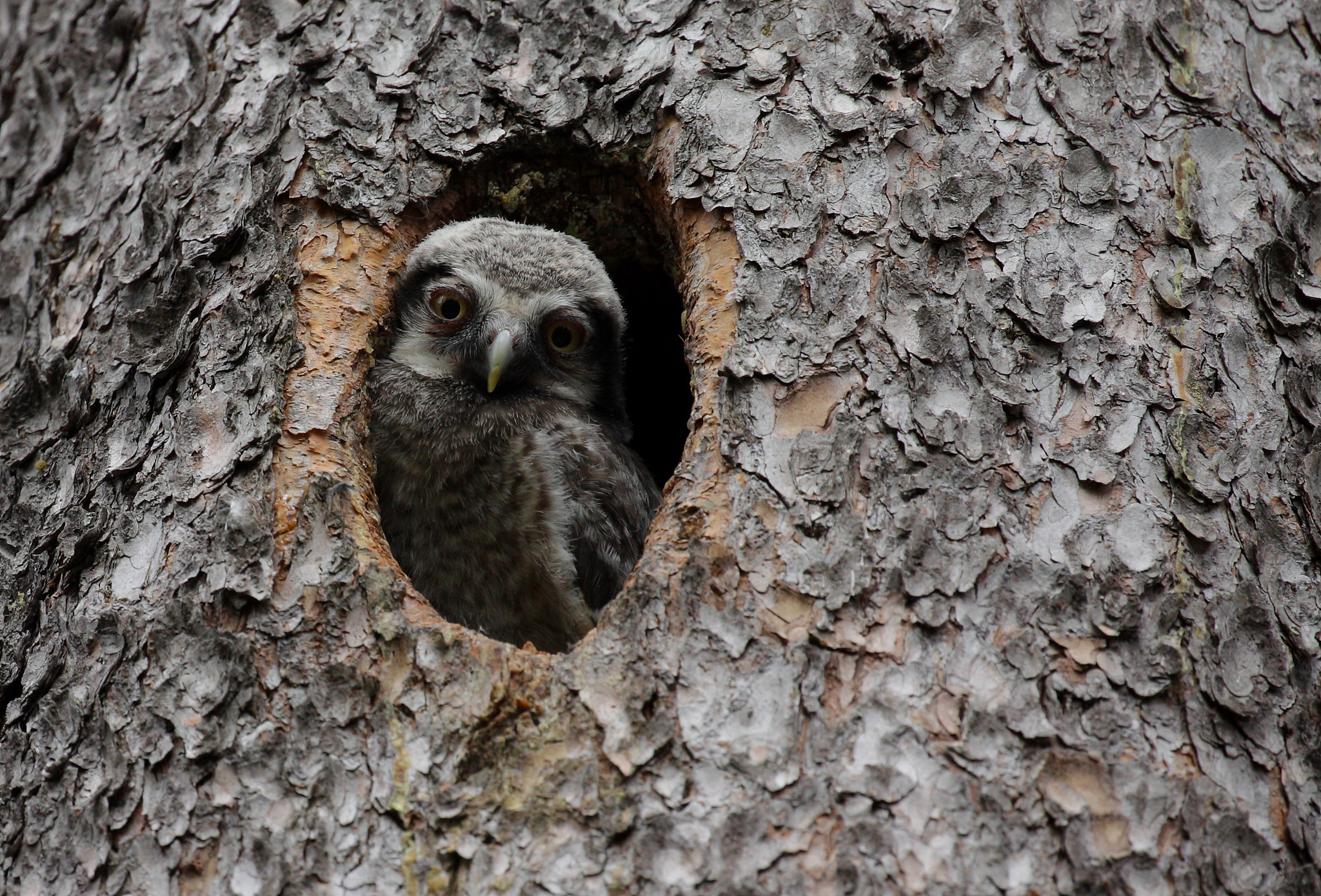 Canon EOS 50D + Canon EF 100-400mm F4.5-5.6L IS II USM sample photo. Hawk owl photography