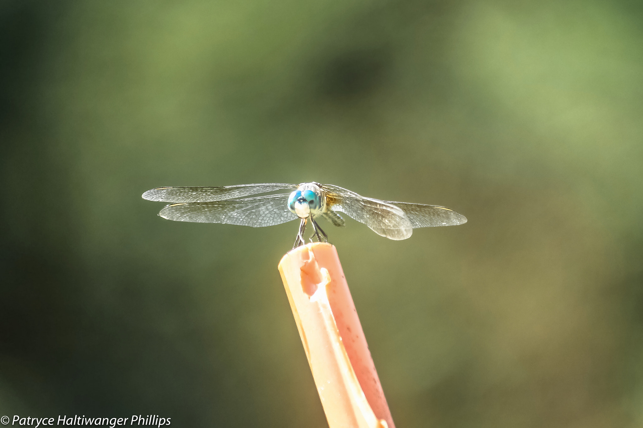 Canon EOS 100D (EOS Rebel SL1 / EOS Kiss X7) sample photo. "with brave wings she flies..." photography