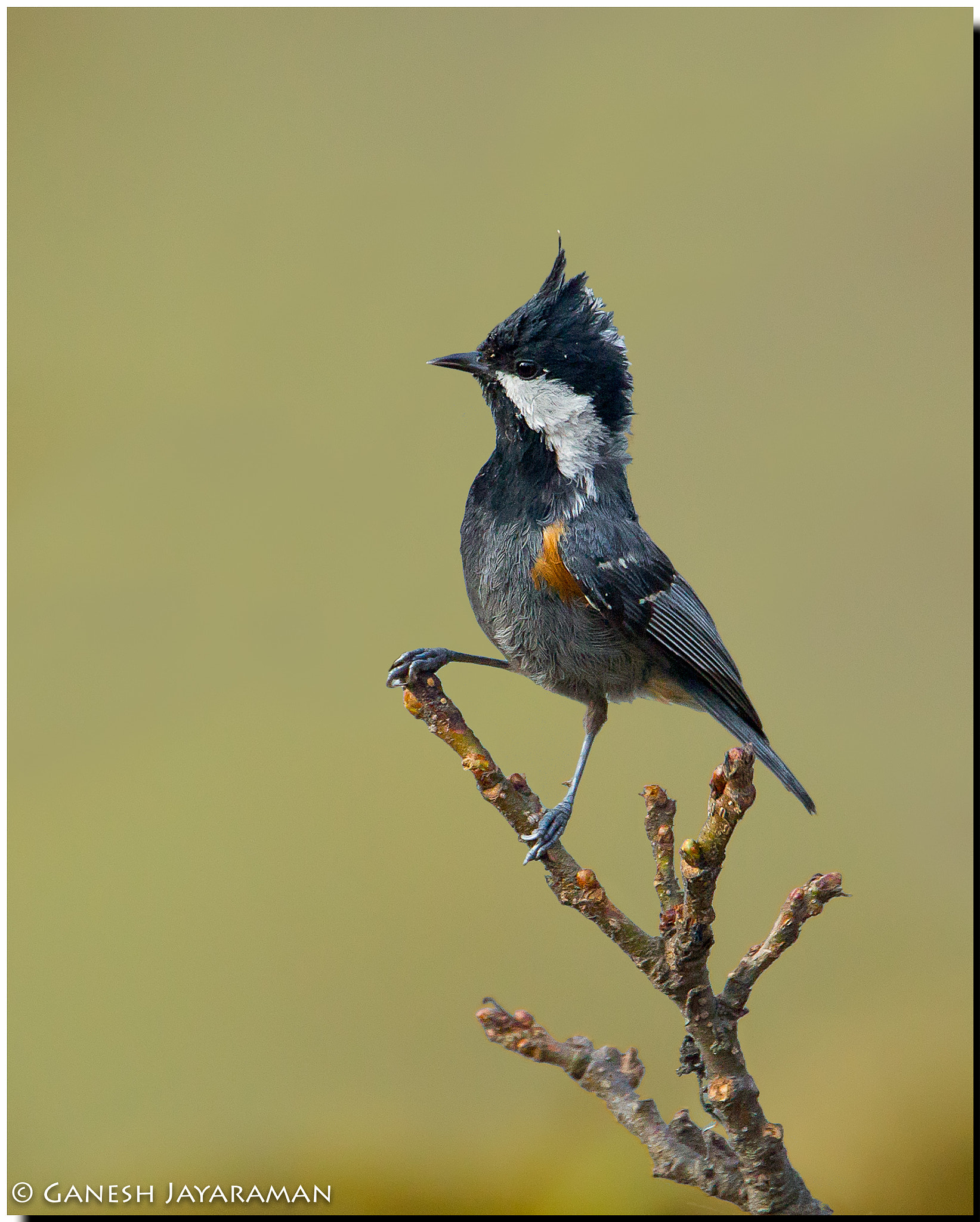 Canon EF 500mm F4L IS USM sample photo. Spot-winged tit (periparus melanolophus) photography
