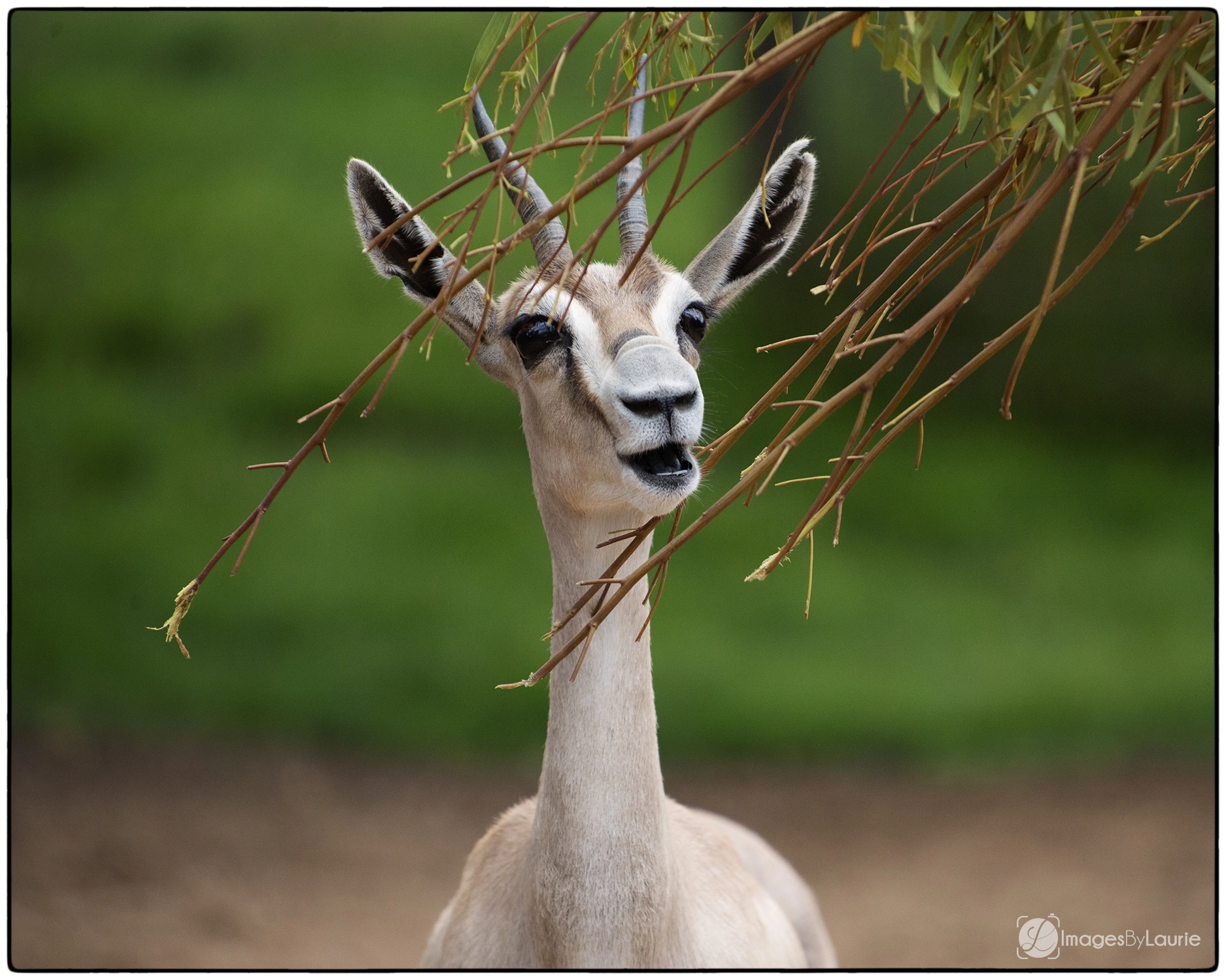 Nikon D800E sample photo. Can't see the forest for the trees photography
