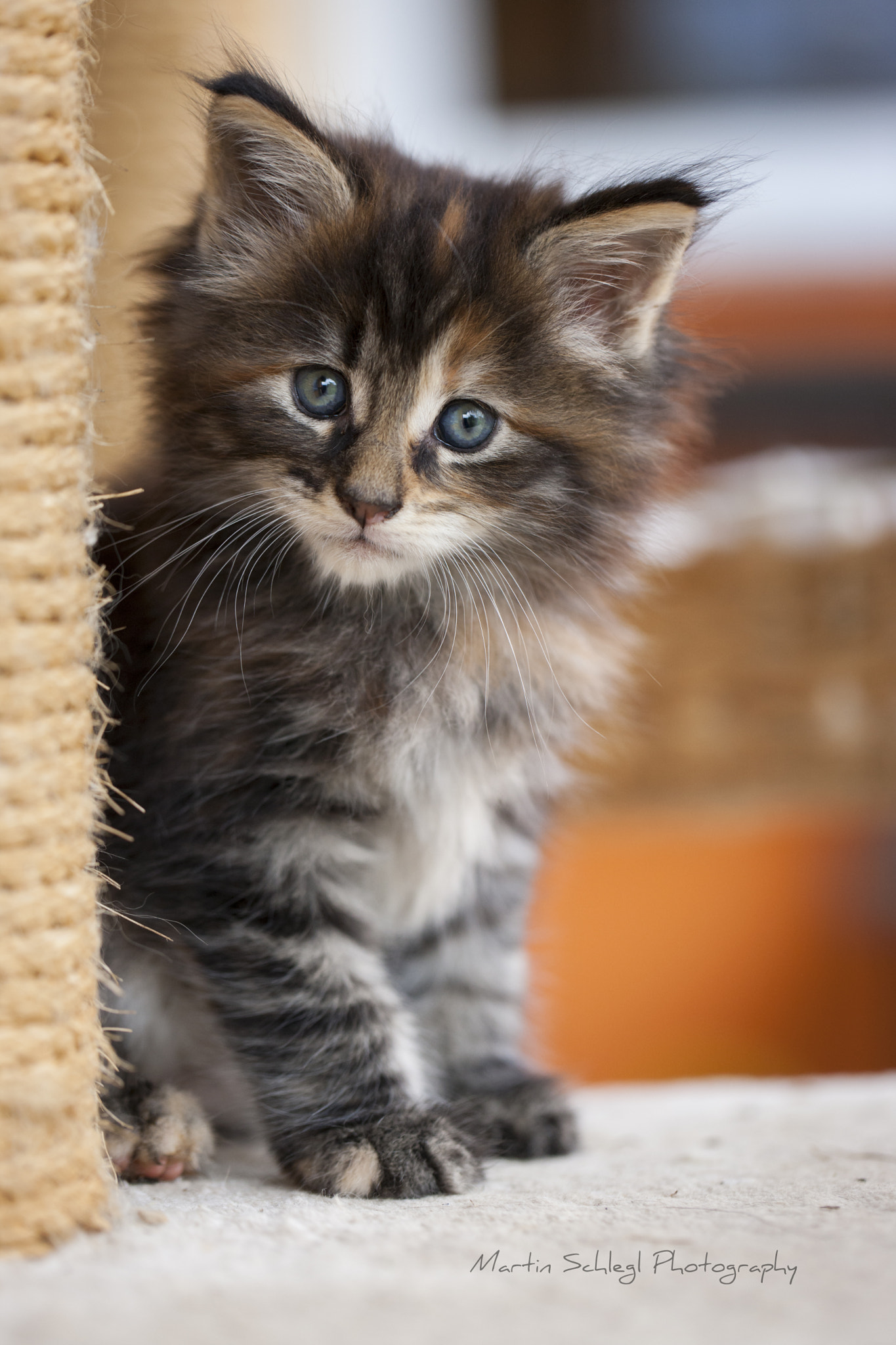 Canon EOS-1Ds Mark III sample photo. Maine coon baby 6 wochen alt photography