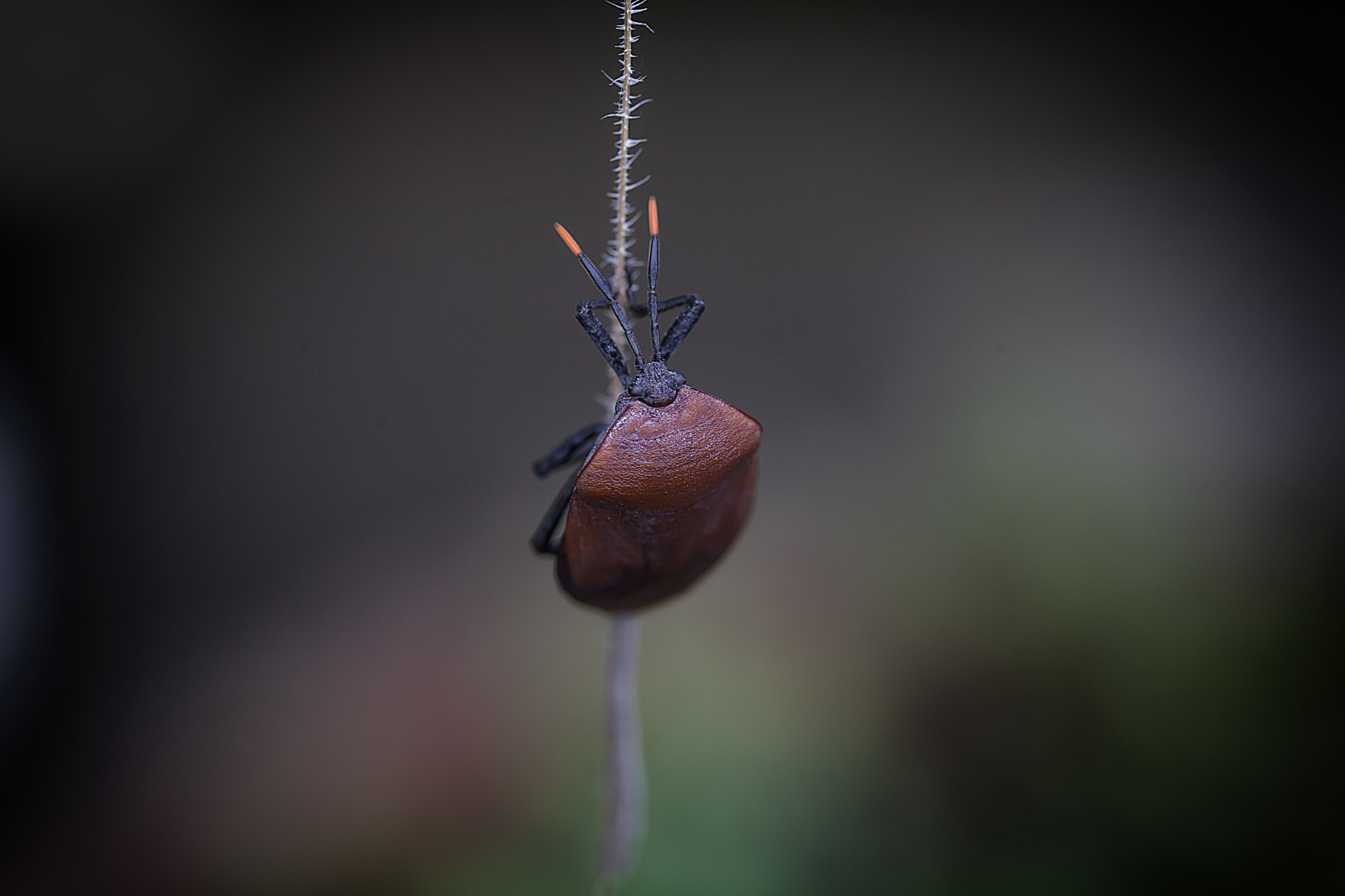 Sigma 105mm F2.8 EX DG OS HSM sample photo. Getting ready for rio olympic ☺ photography