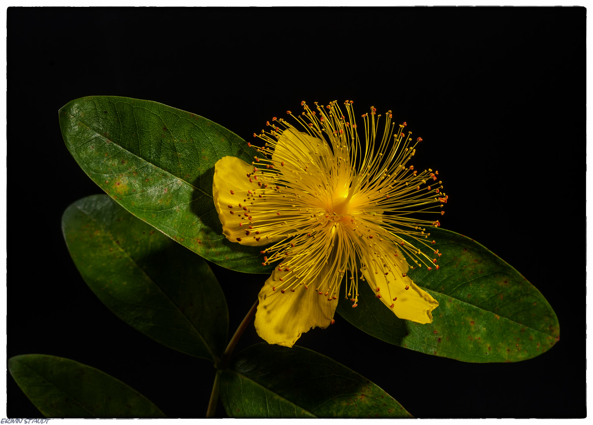 Pentax K-x sample photo. Pretty yellow photography