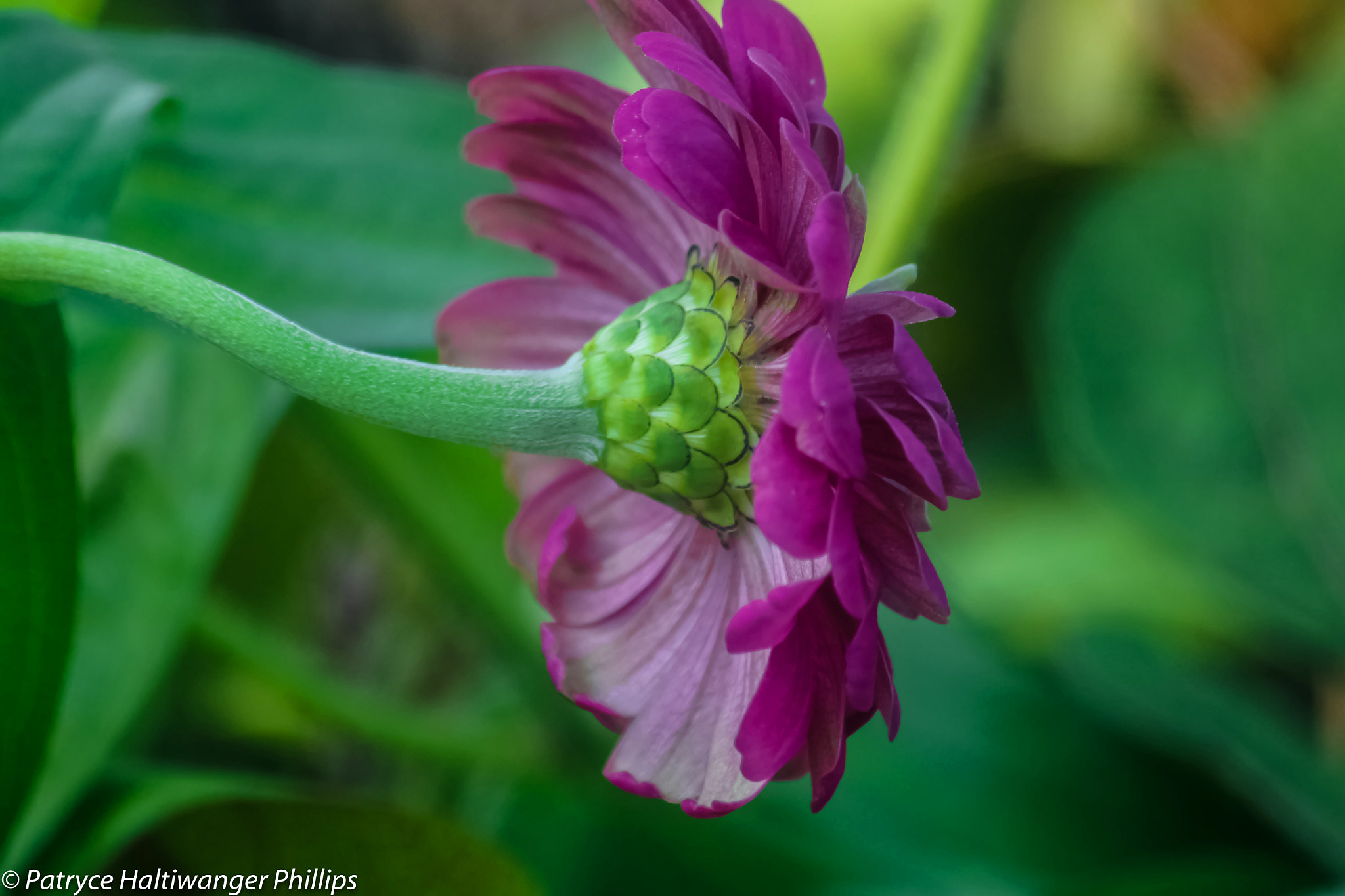 Canon EOS 100D (EOS Rebel SL1 / EOS Kiss X7) sample photo. Be of a strong mind photography