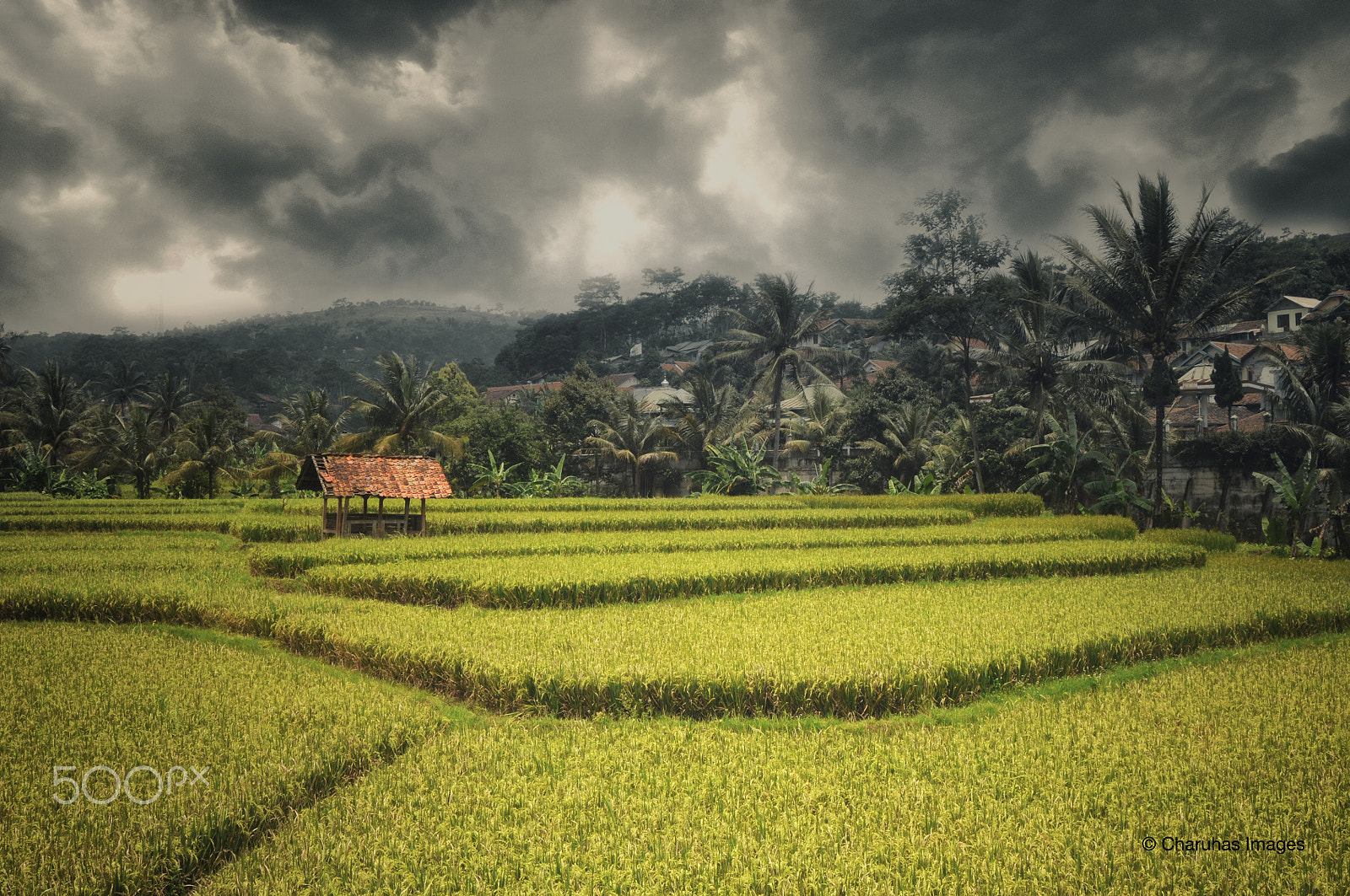 Nikon D300 sample photo. Paddy field photography