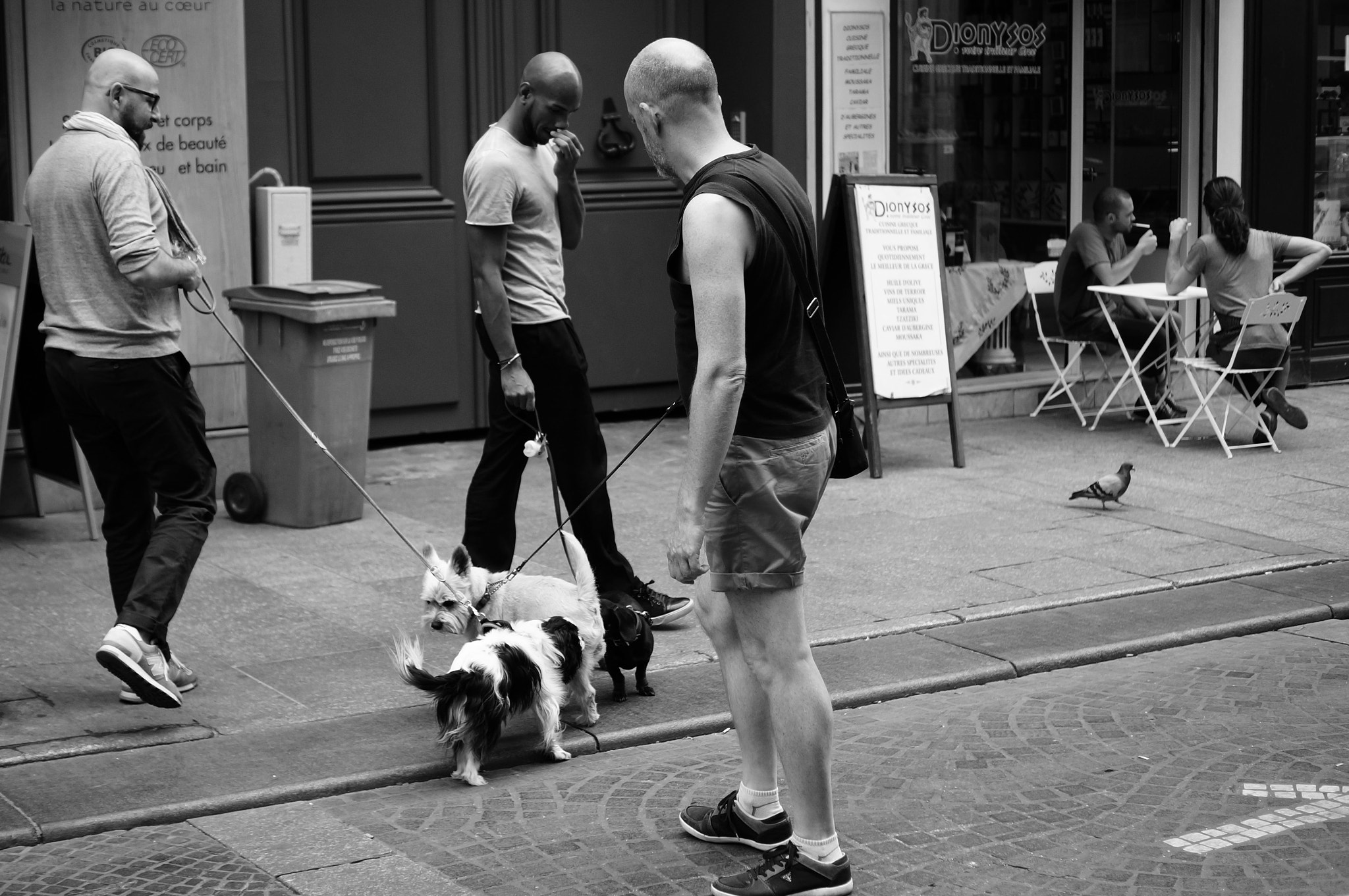 Sony DT 35mm F1.8 SAM sample photo. Meeting dogs photography