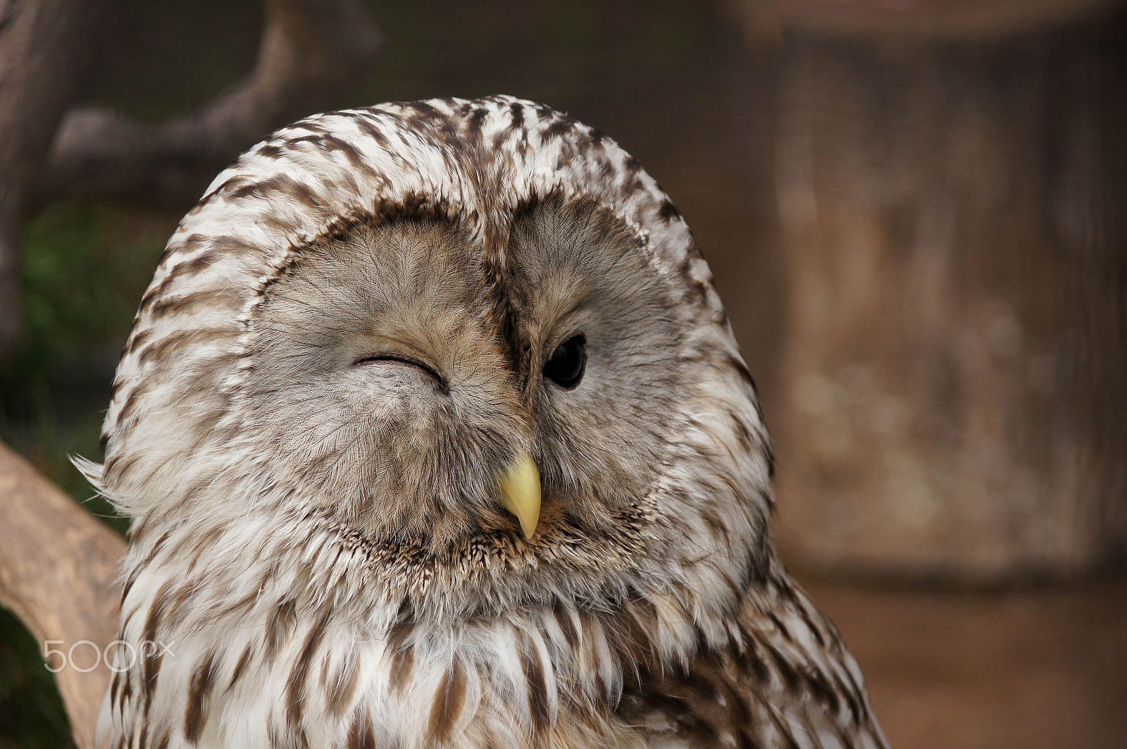 Sony Alpha DSLR-A580 sample photo. Ural owl photography